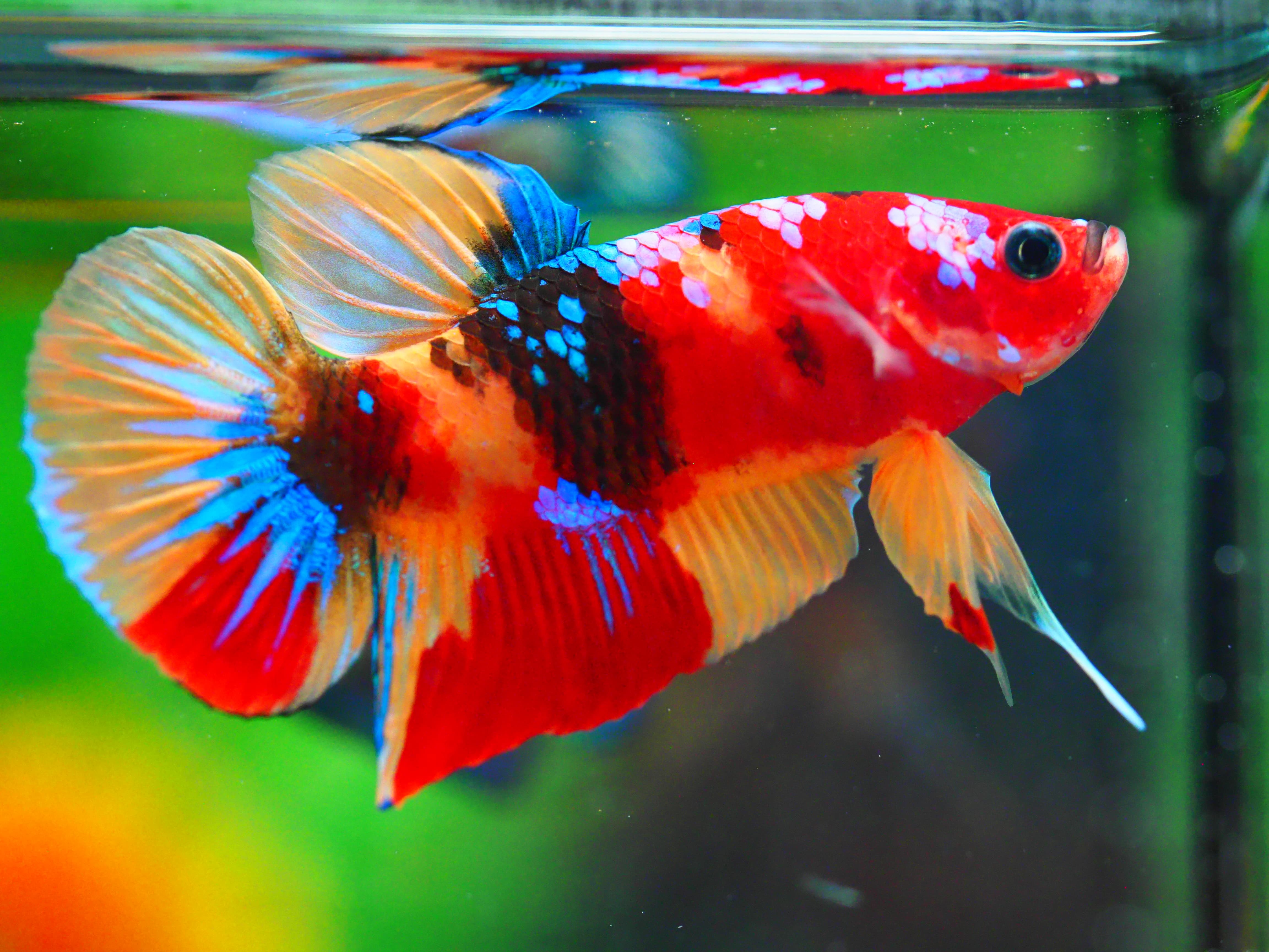 HMPK NEMO GALAXY MALE GRADE A +++