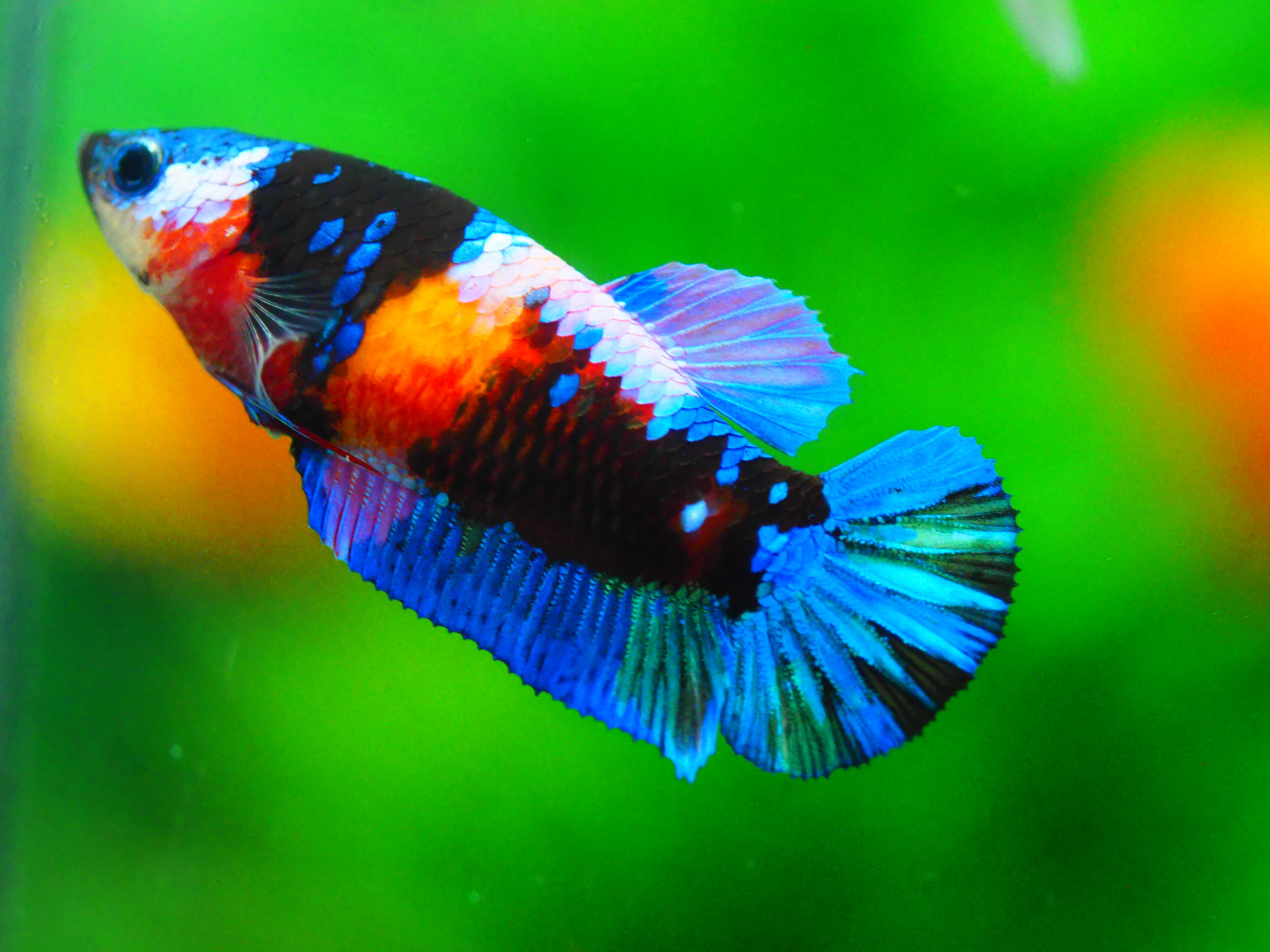 HMPK KOI GALAXY FN MALE GRADE A +++