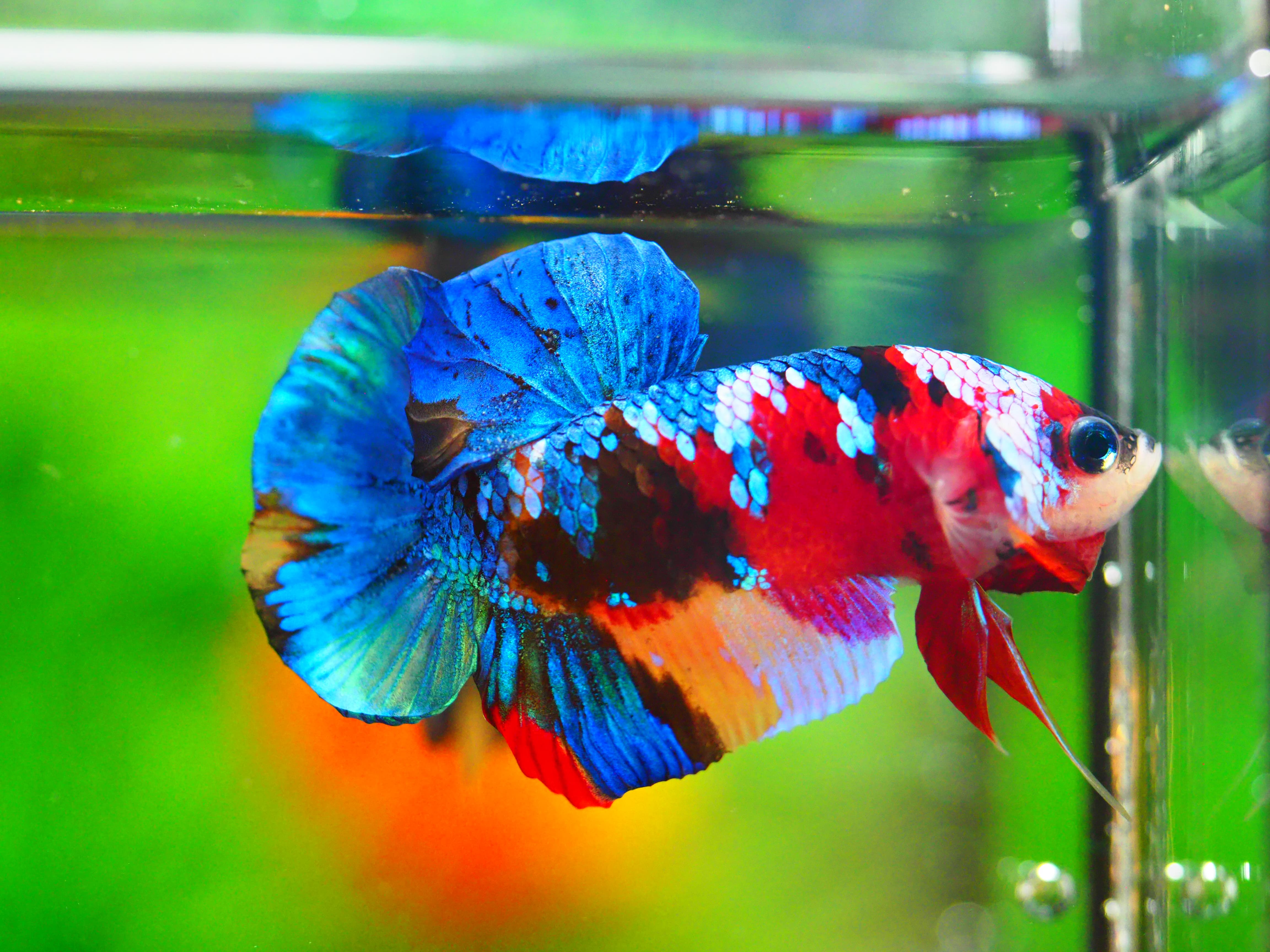 HMPK NEMO GALAXY MALE GRADE A +++