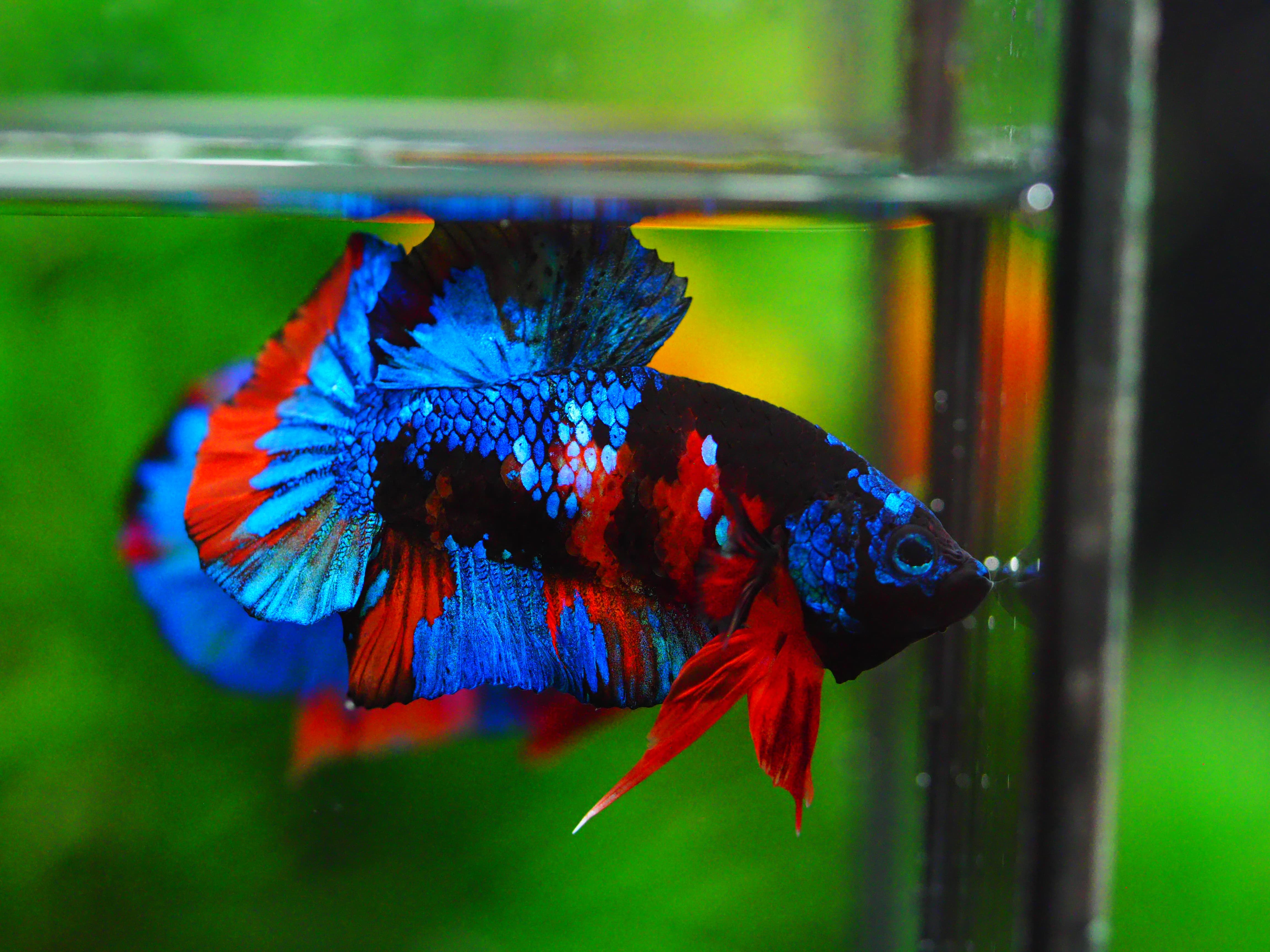 HMPK KOI GALAXY MALE GRADE A +++