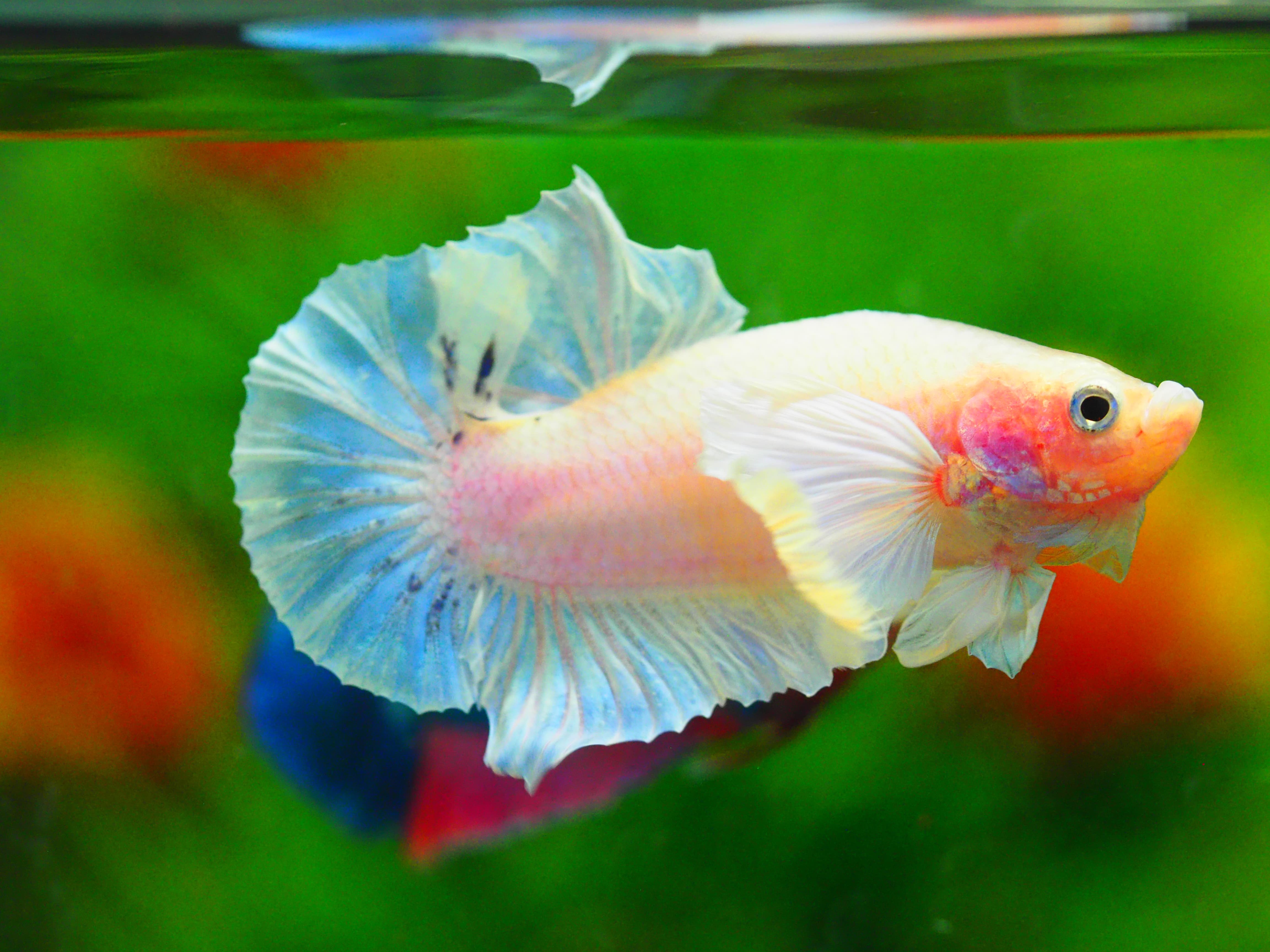 HMPK DUMBO MALE GRADE A++