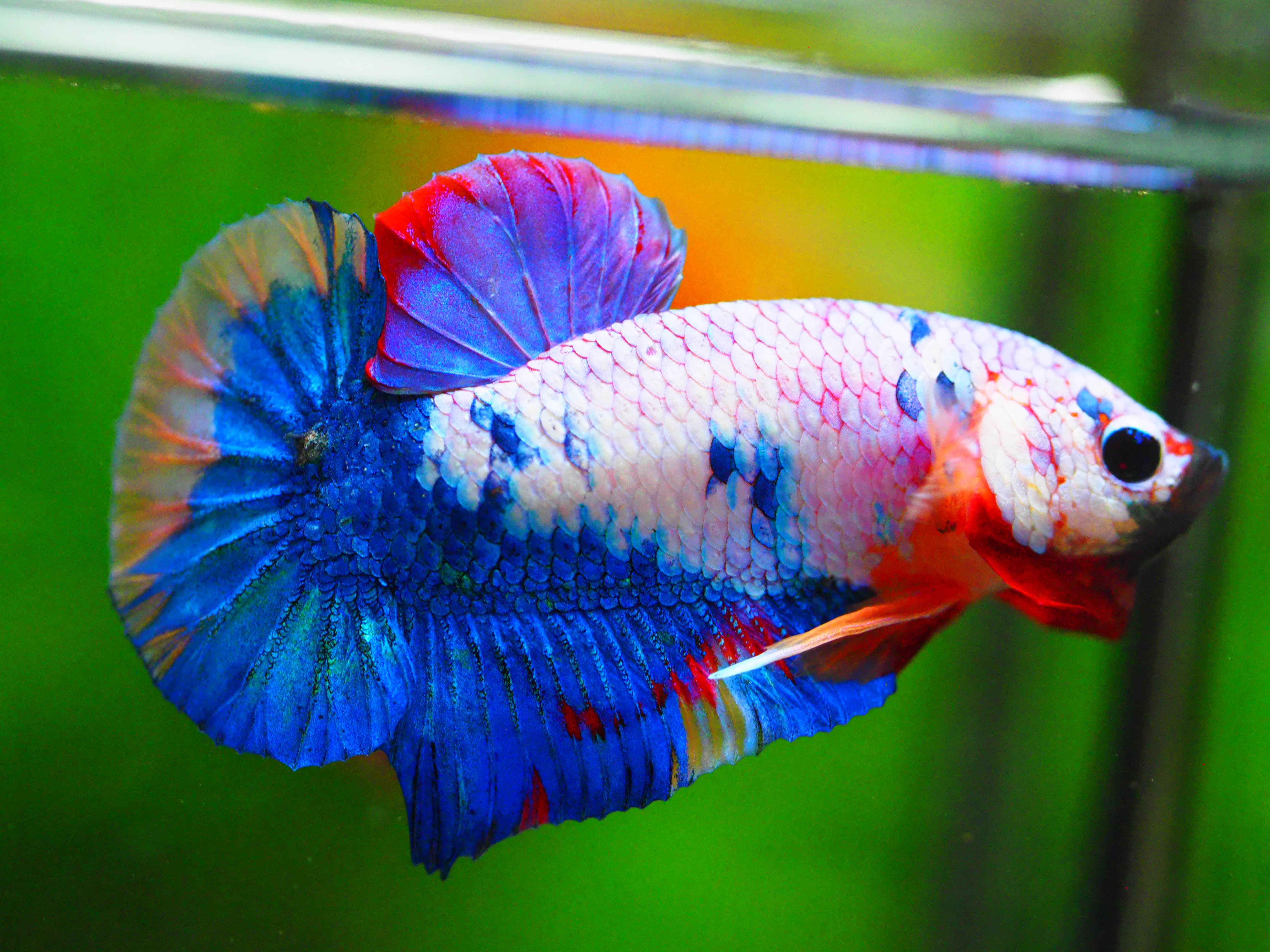 HMPK KOI FANCY MALE GRADE A +++