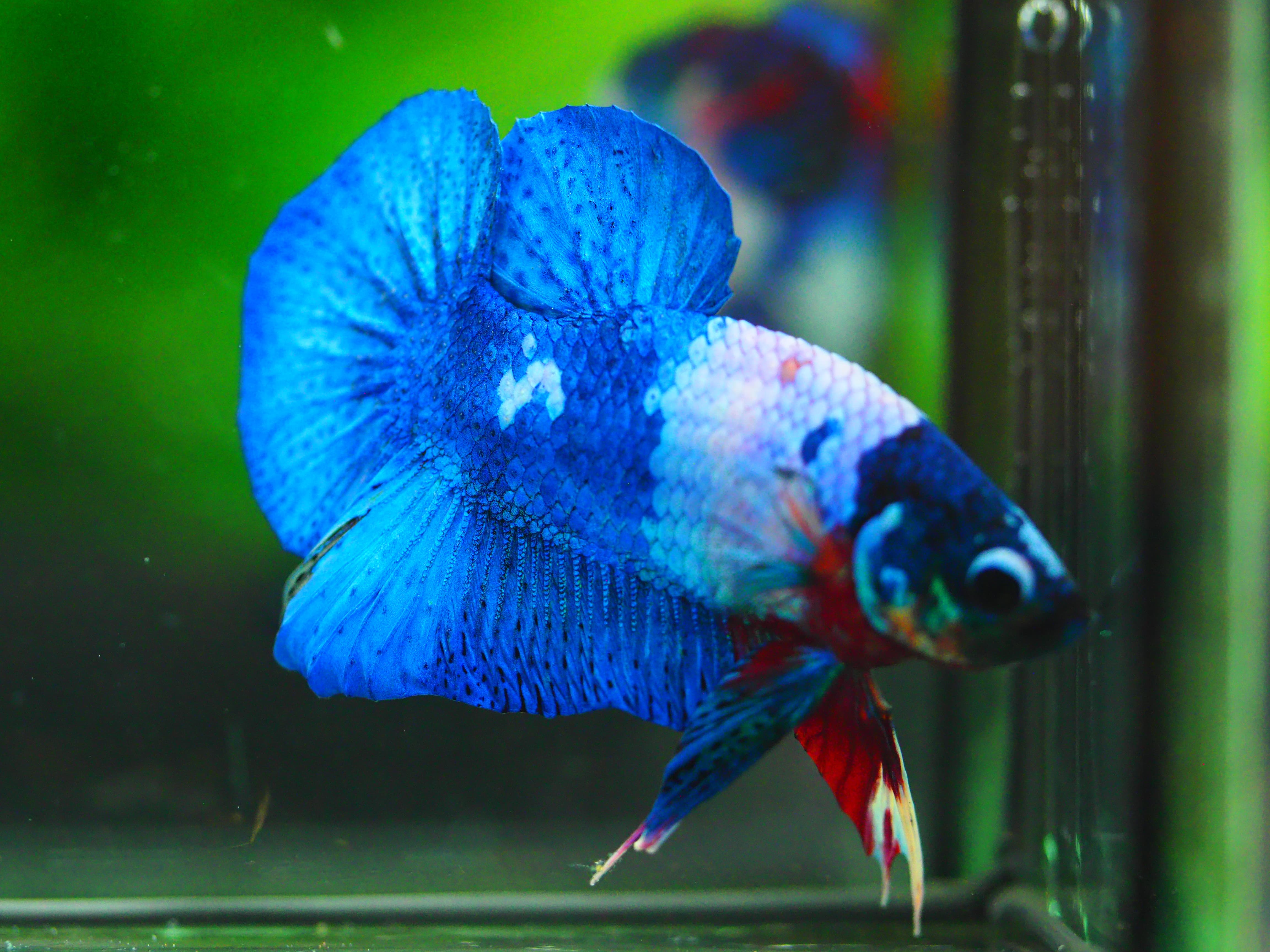 HMPK KOI FANCY MALE GRADE A +++