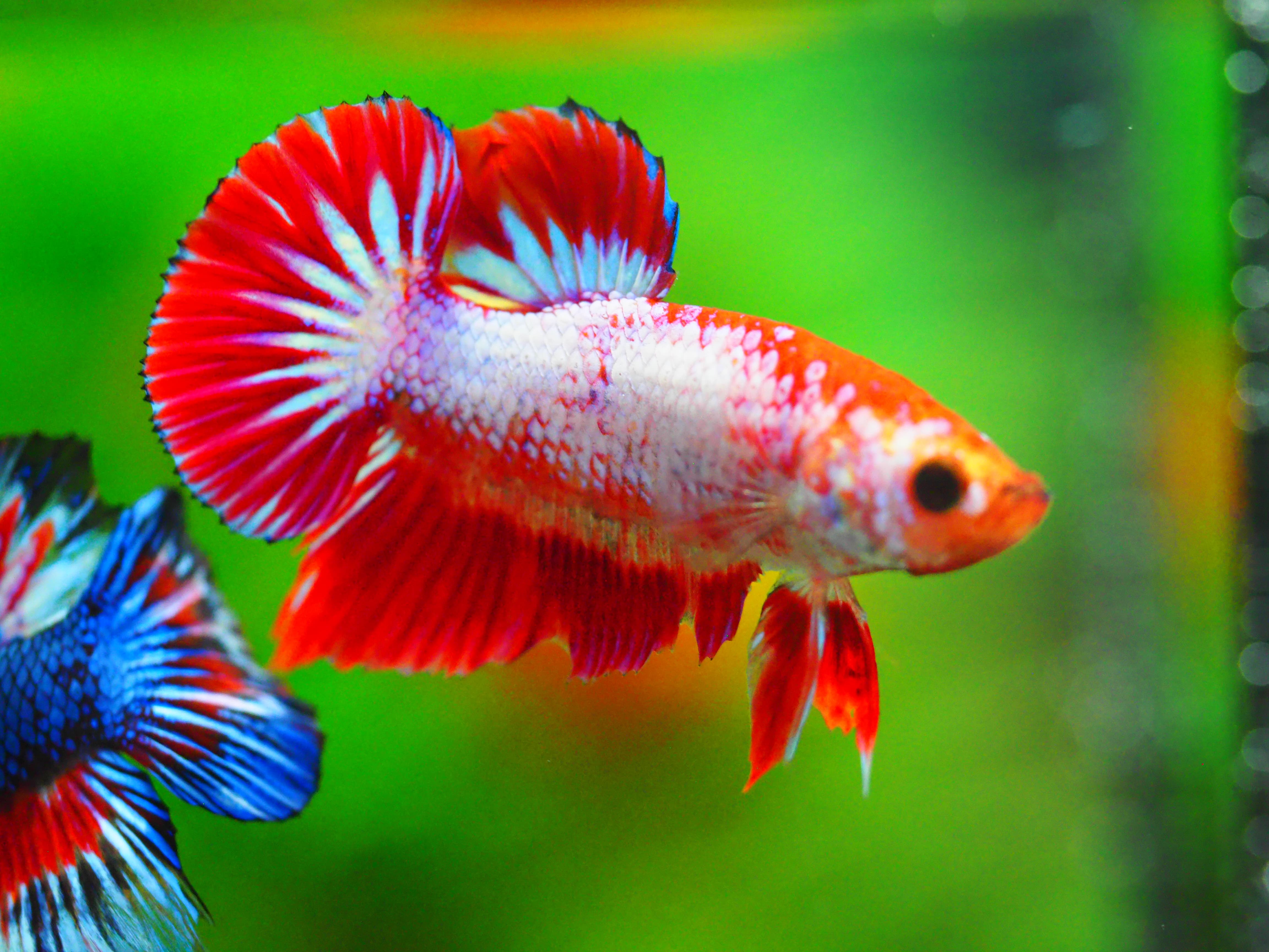 HMPK FANCY MALE GRADE A +++