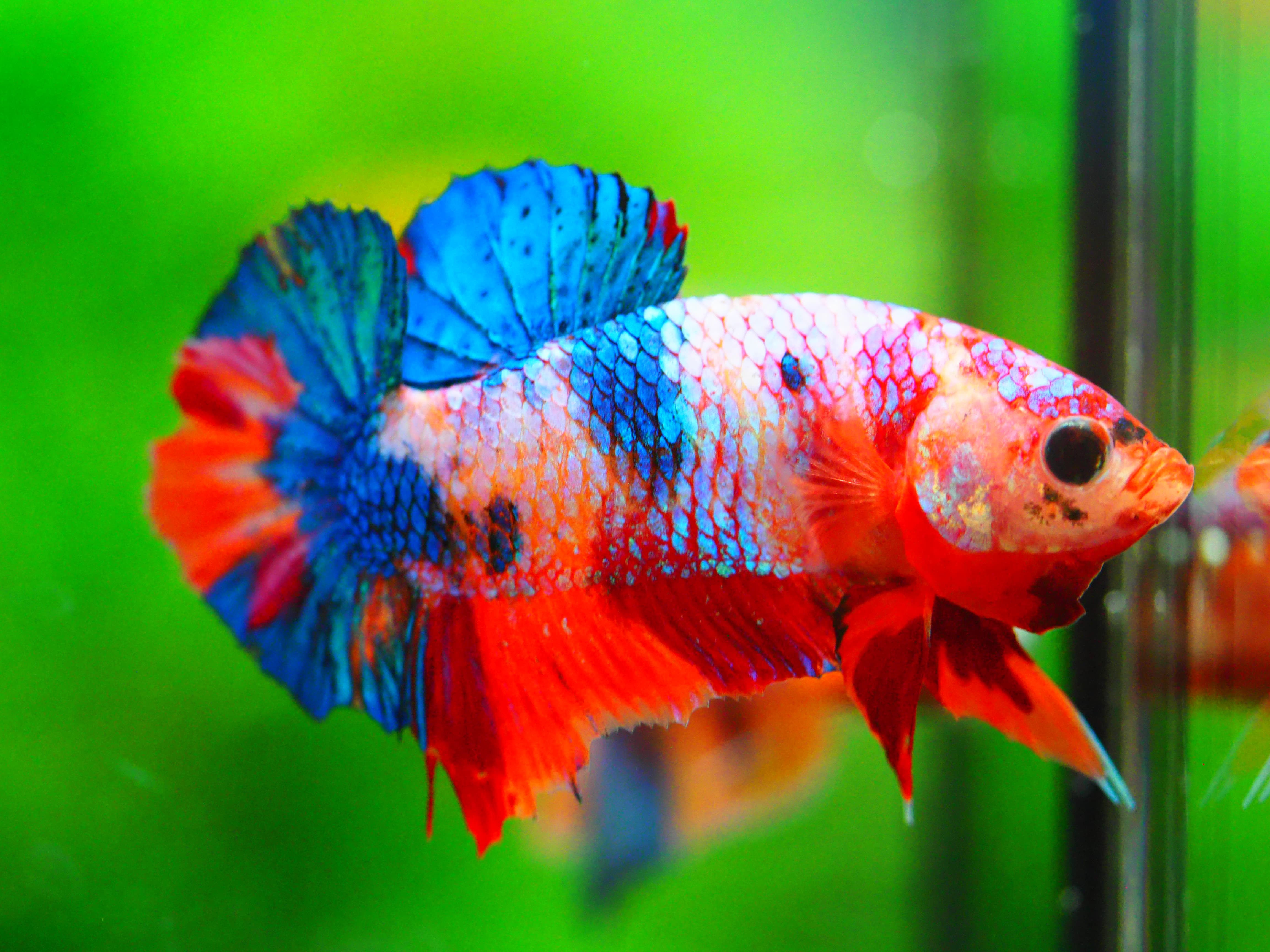 HMPK NEMO GALAXY MALE GRADE A +++