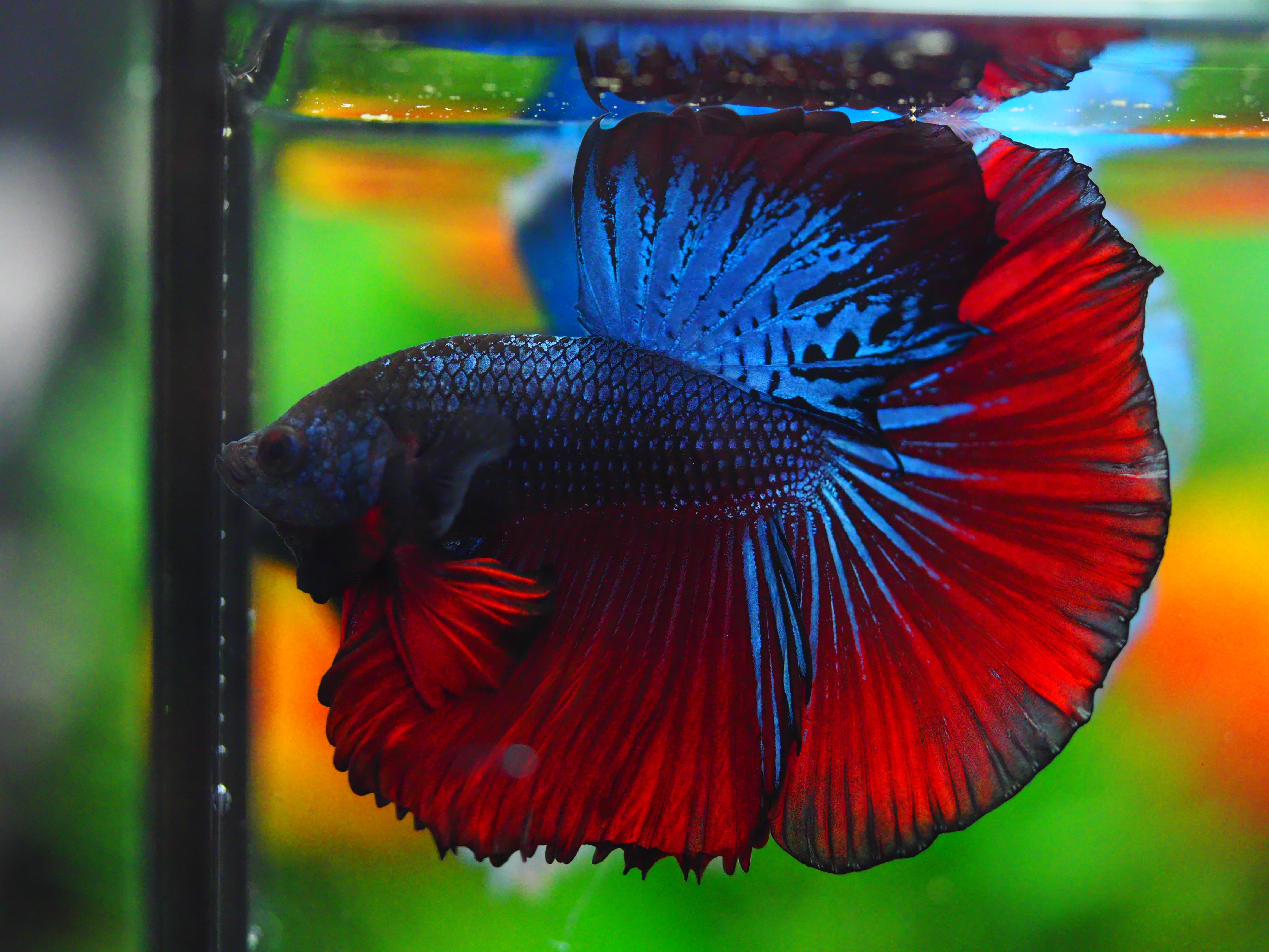 HM FANCY MALE GRADE A +++