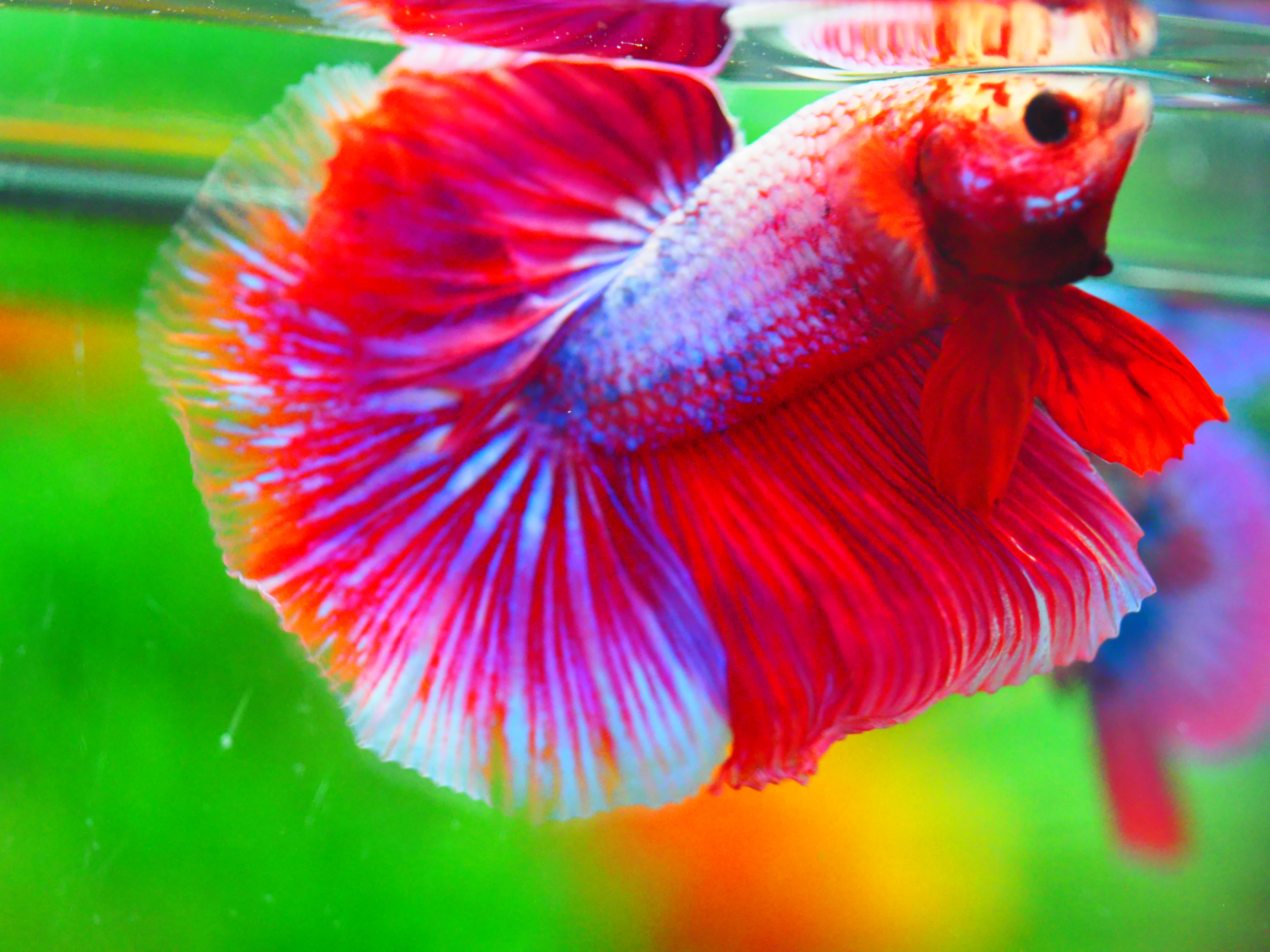 HM FANCY MALE GRADE A +++