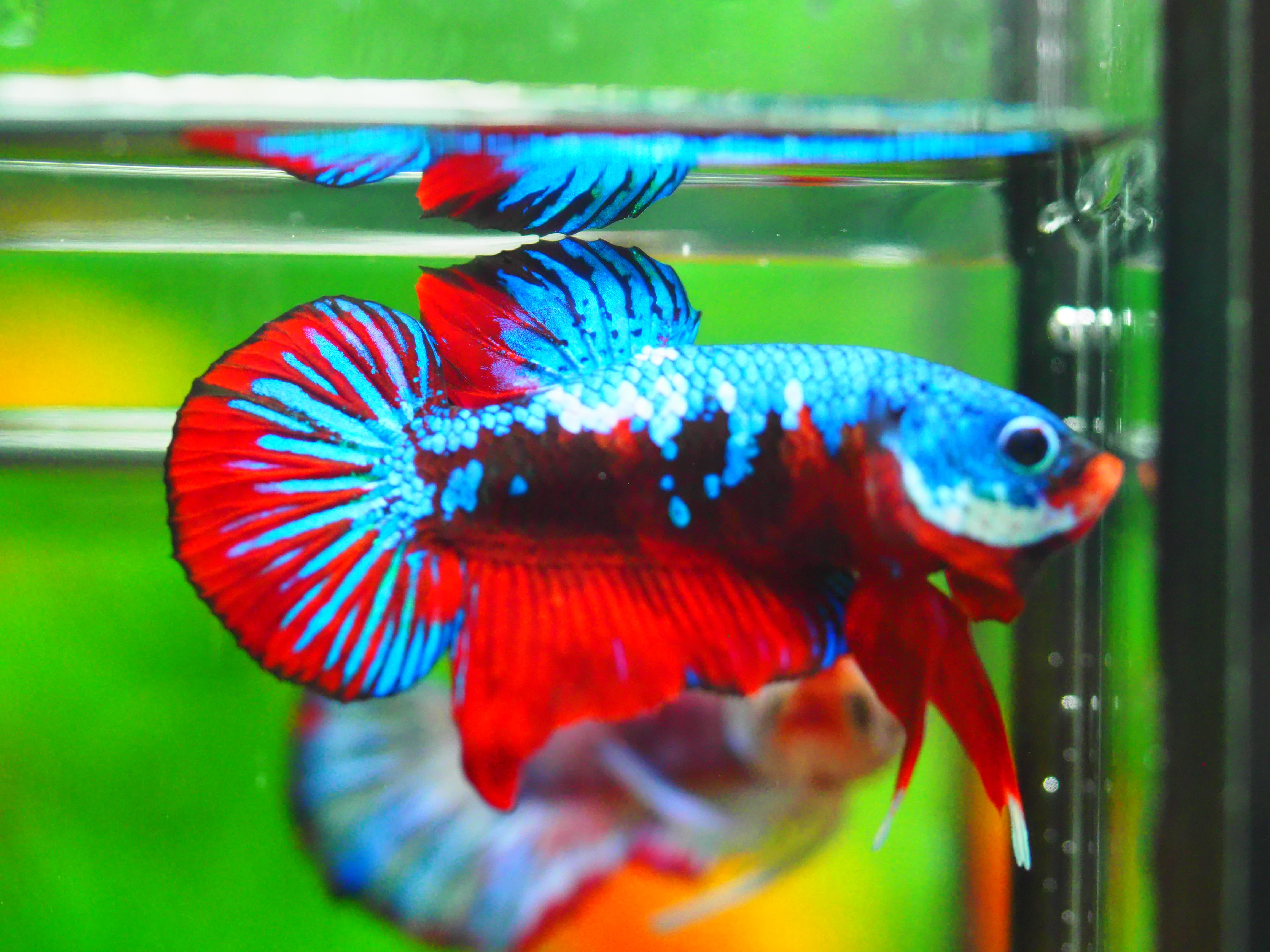 HMPK KOI GALAXY MALE GRADE A +++