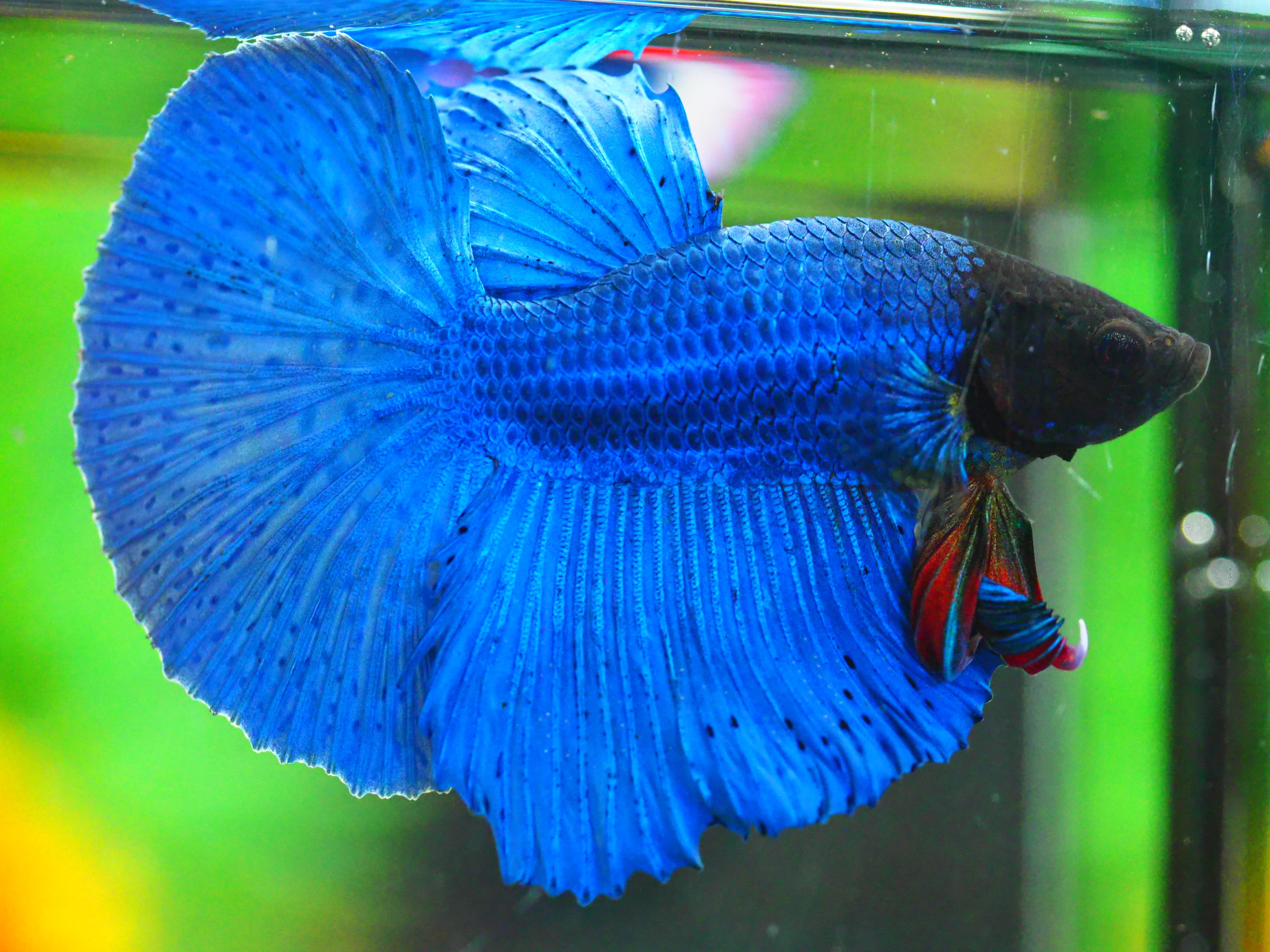 HM FANCY MALE GRADE A +++