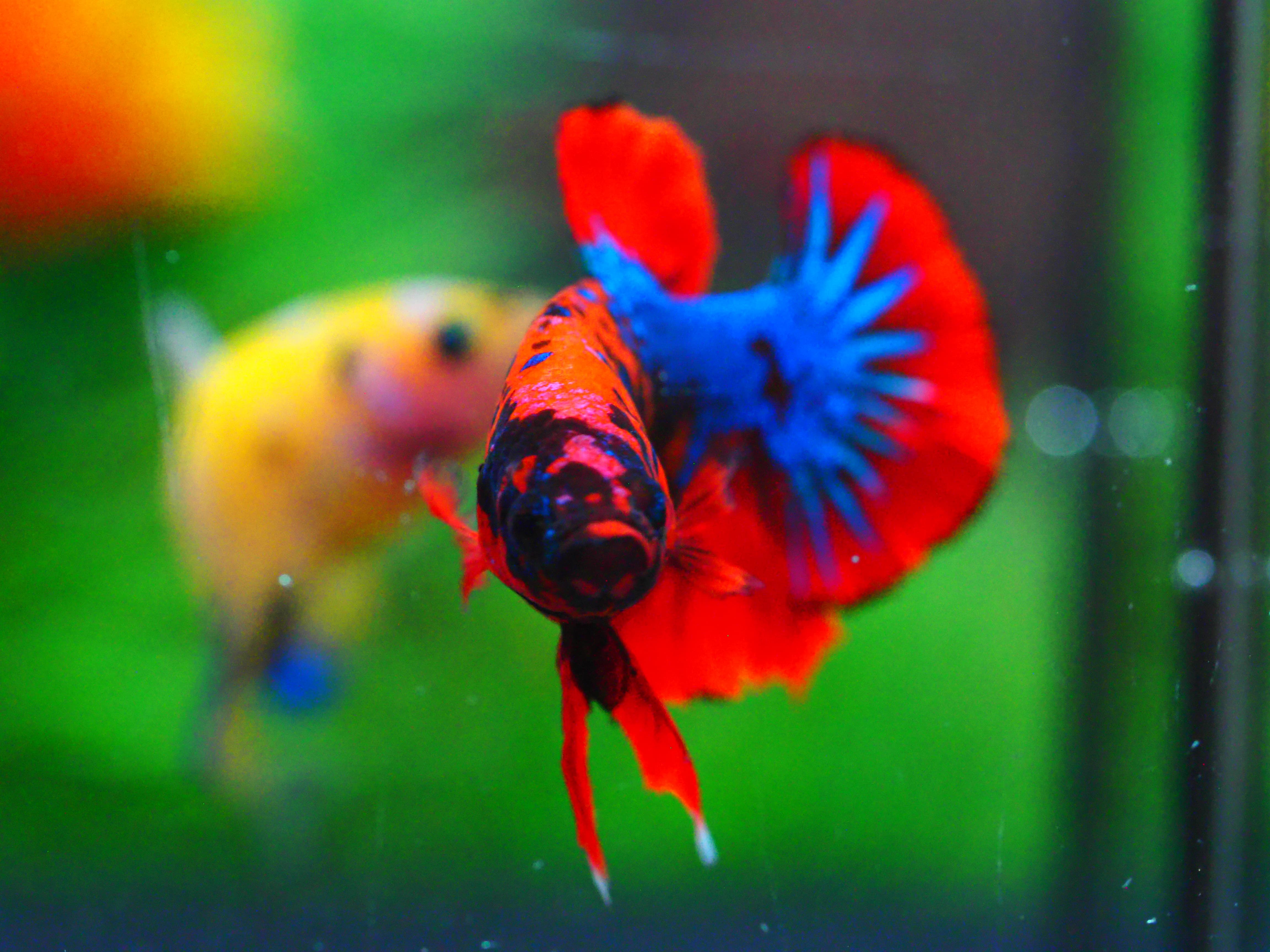 HMPK KOI GALAXY MALE GRADE A +++