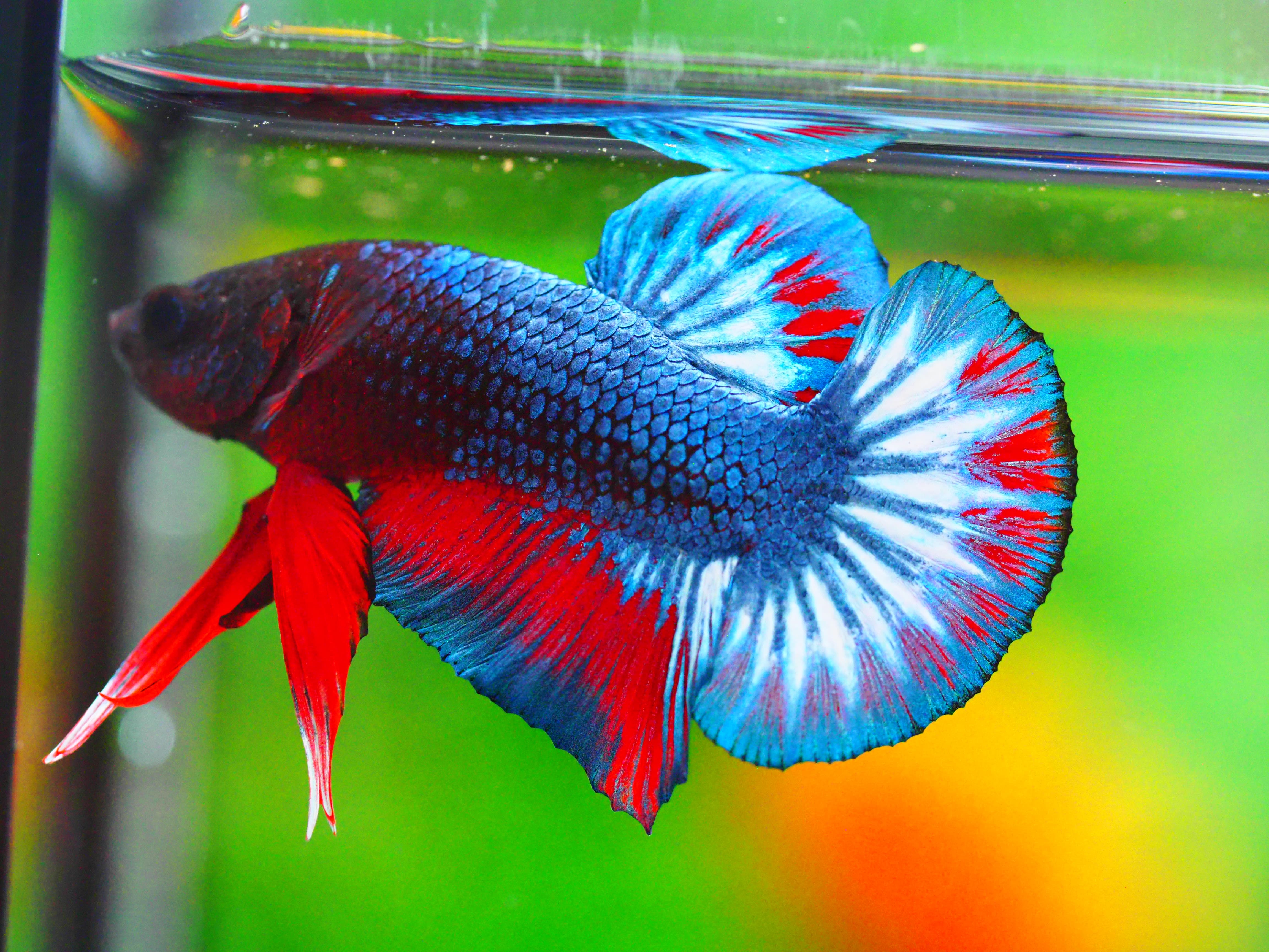 HMPK FANCY MALE GRADE A +++