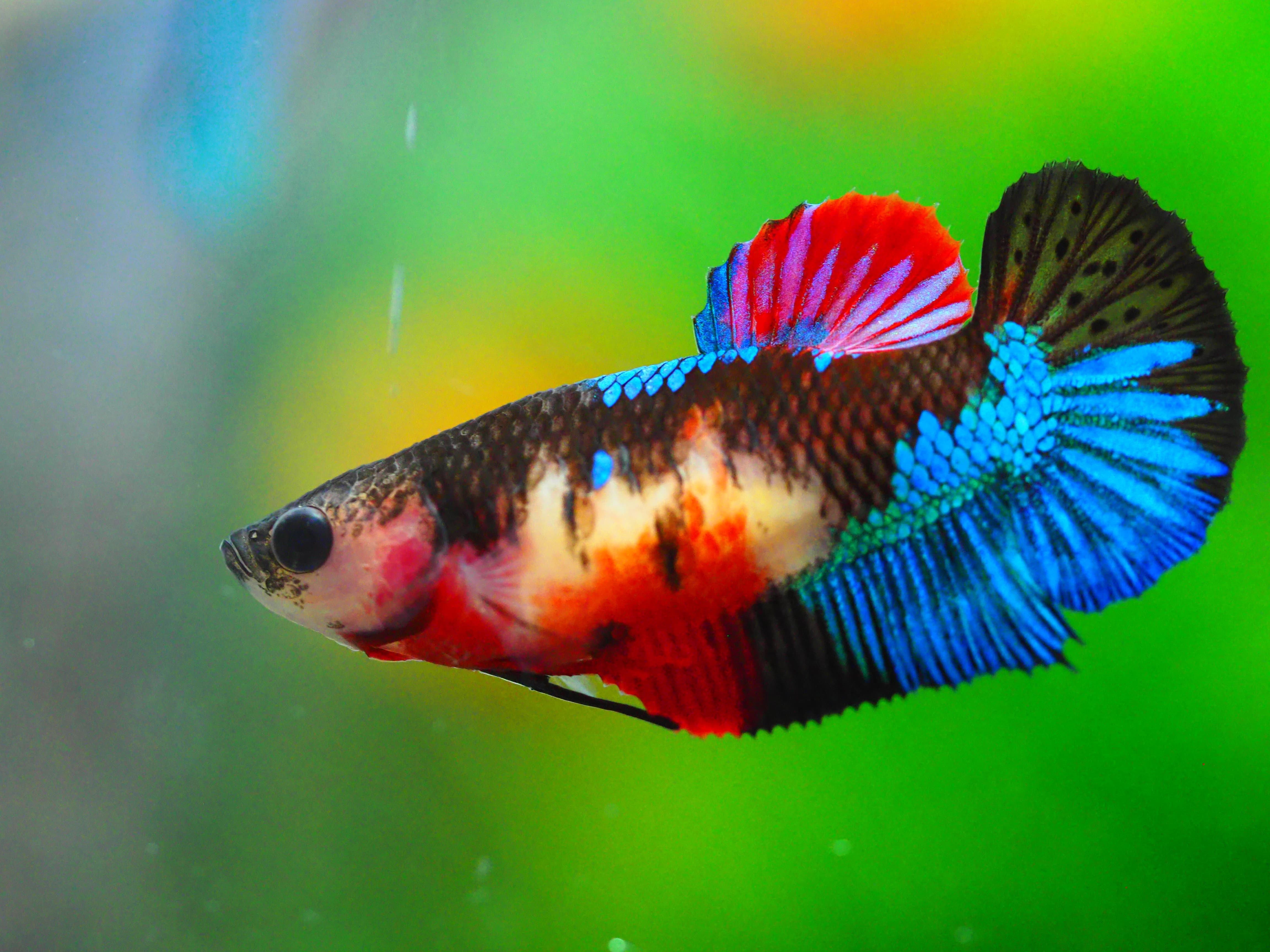 HMPK KOI GALAXY FNMALE GRADE A +++