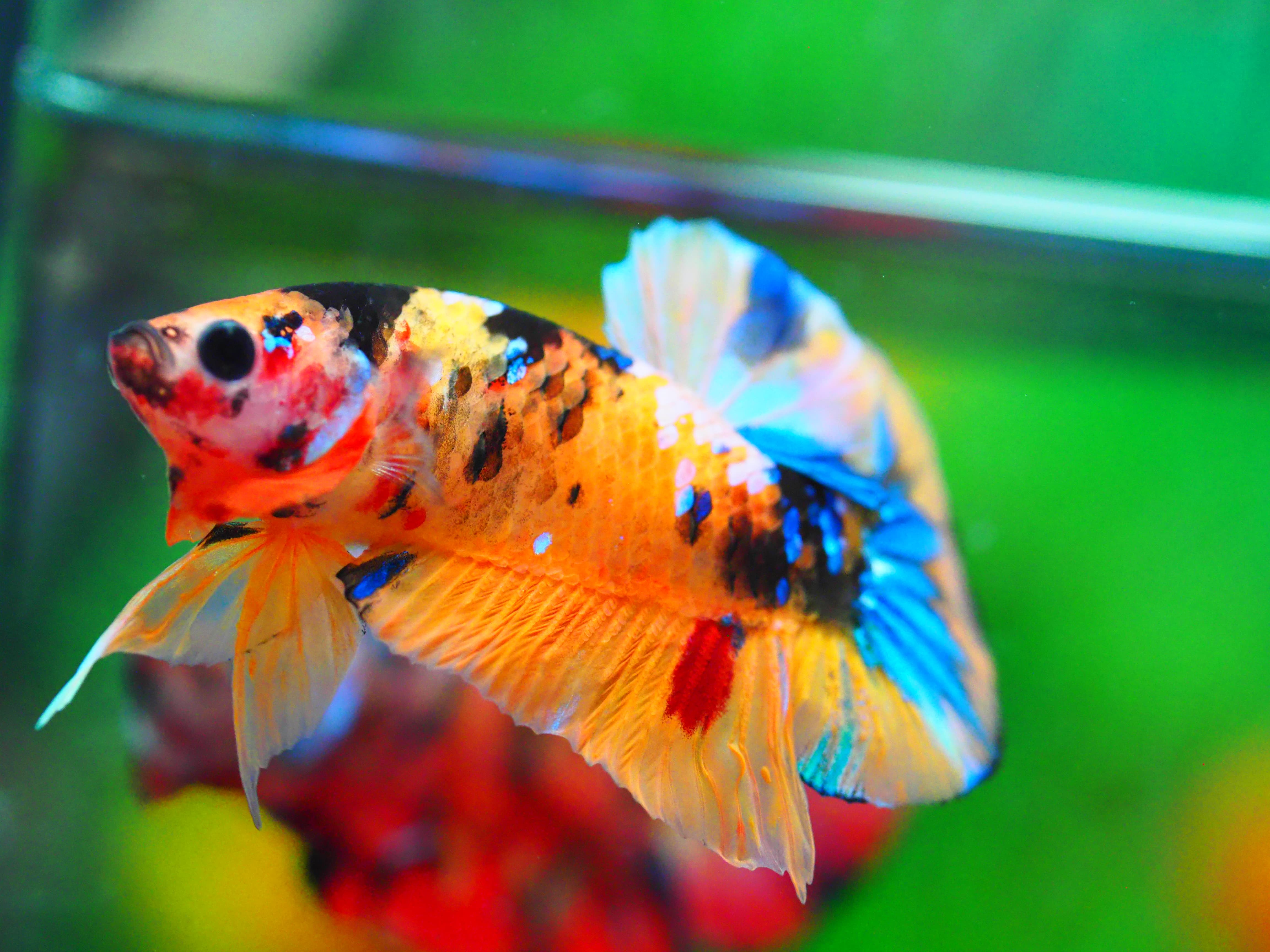 HMPK NEMO GALAXY MALE GRADE A +++