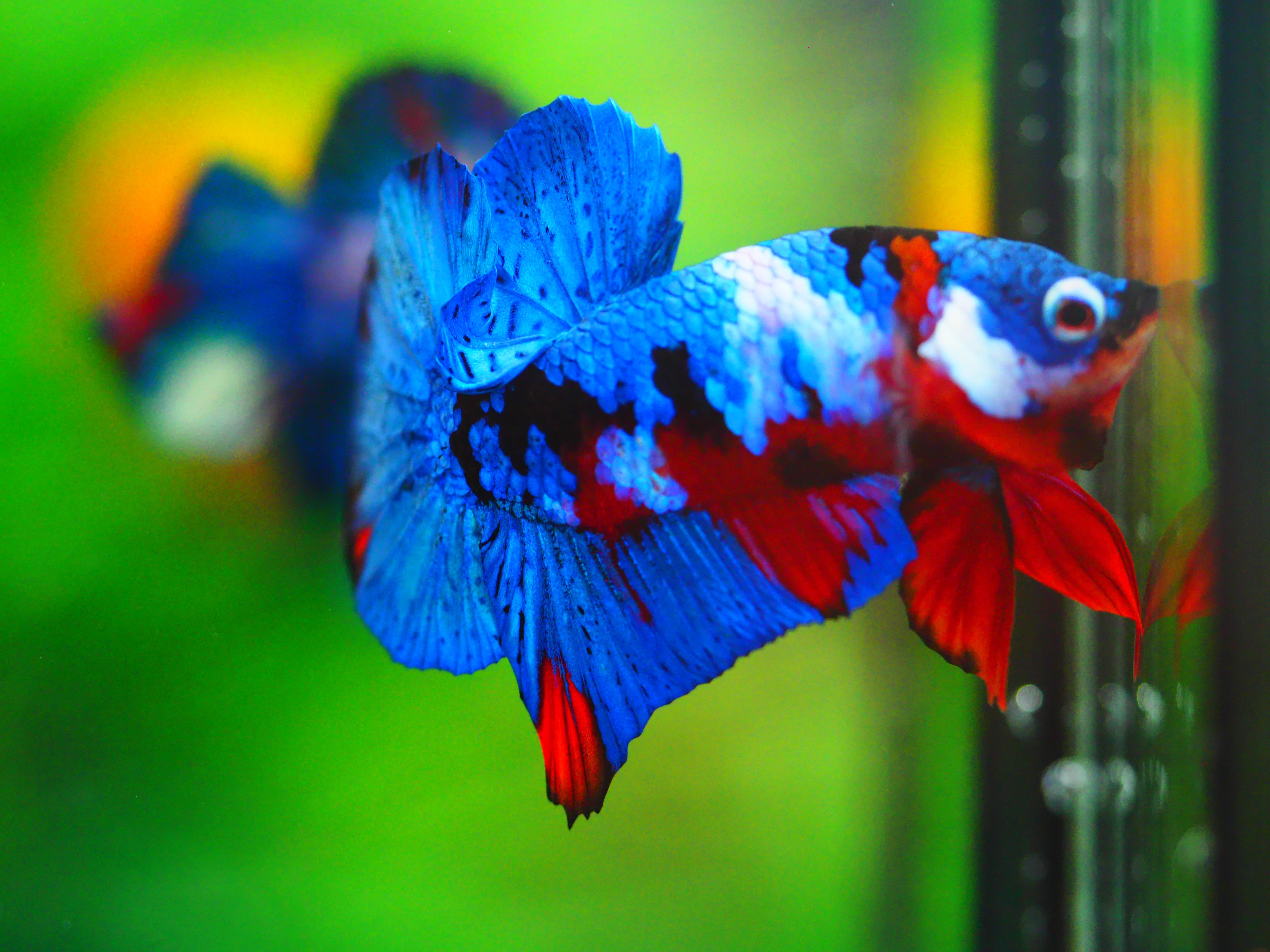 HMPK KOI GALAXY MALE GRADE A +++