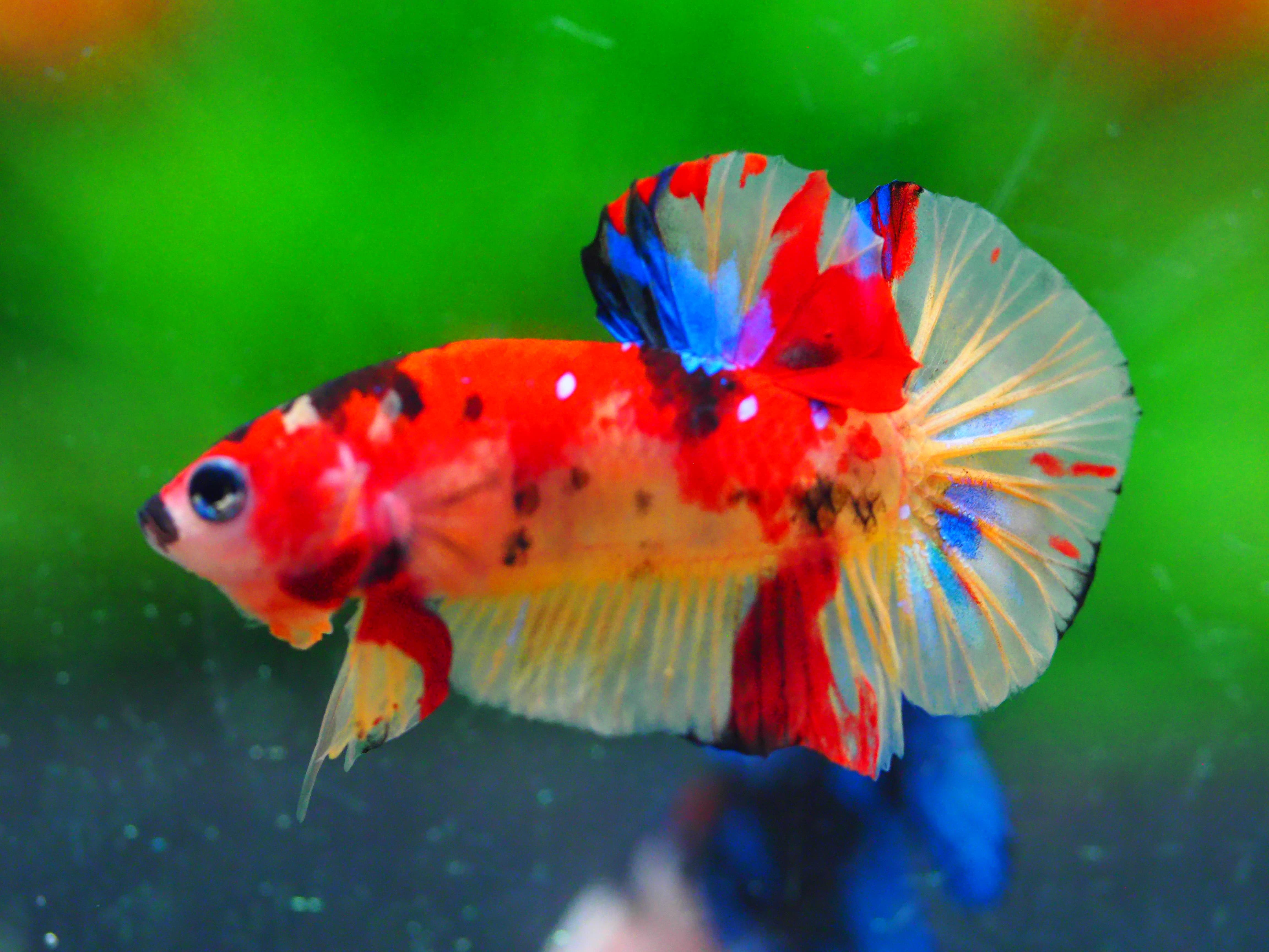 HMPK NEMO GALAXY MALE GRADE A +++