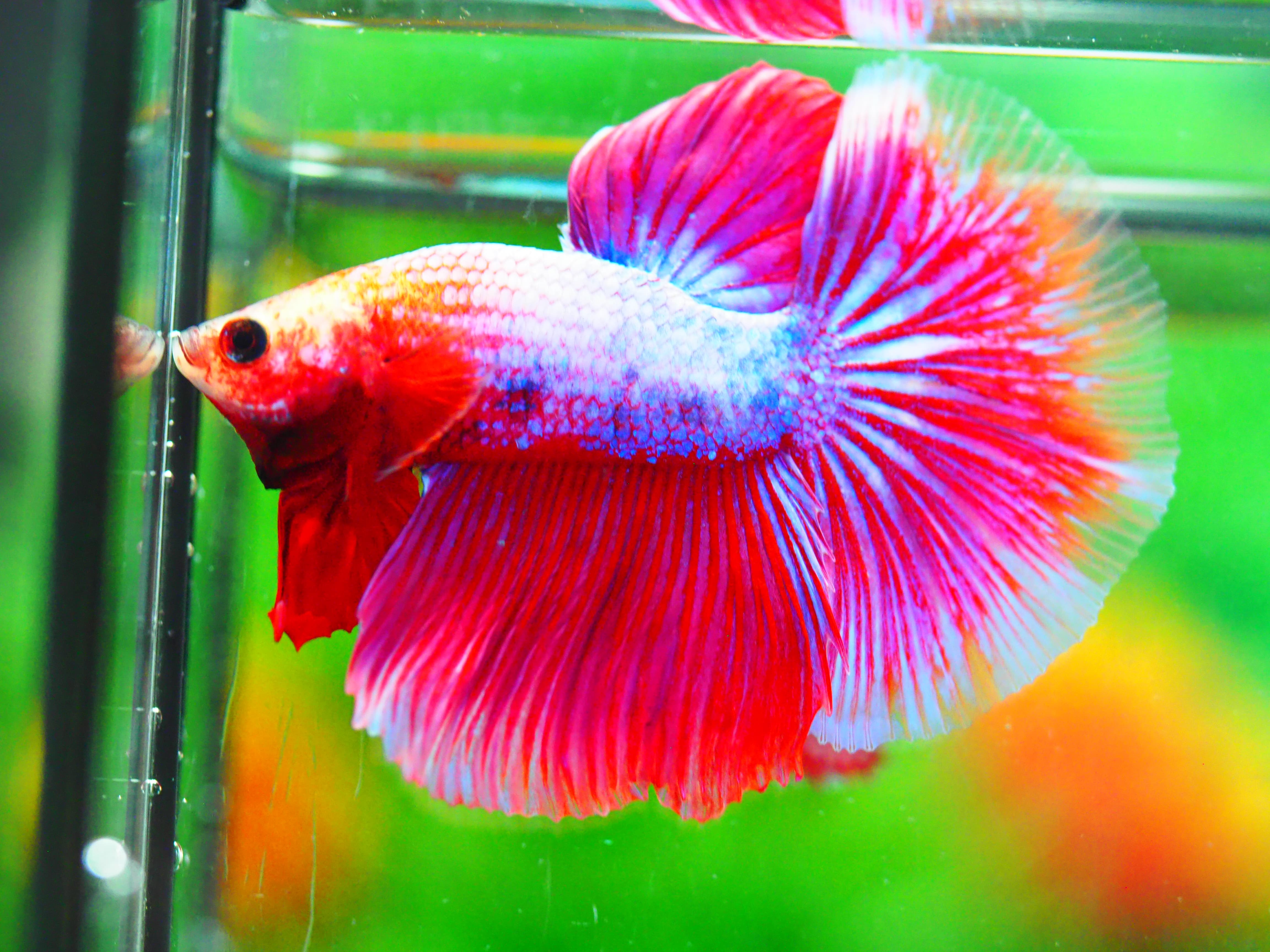 HM FANCY MALE GRADE A +++