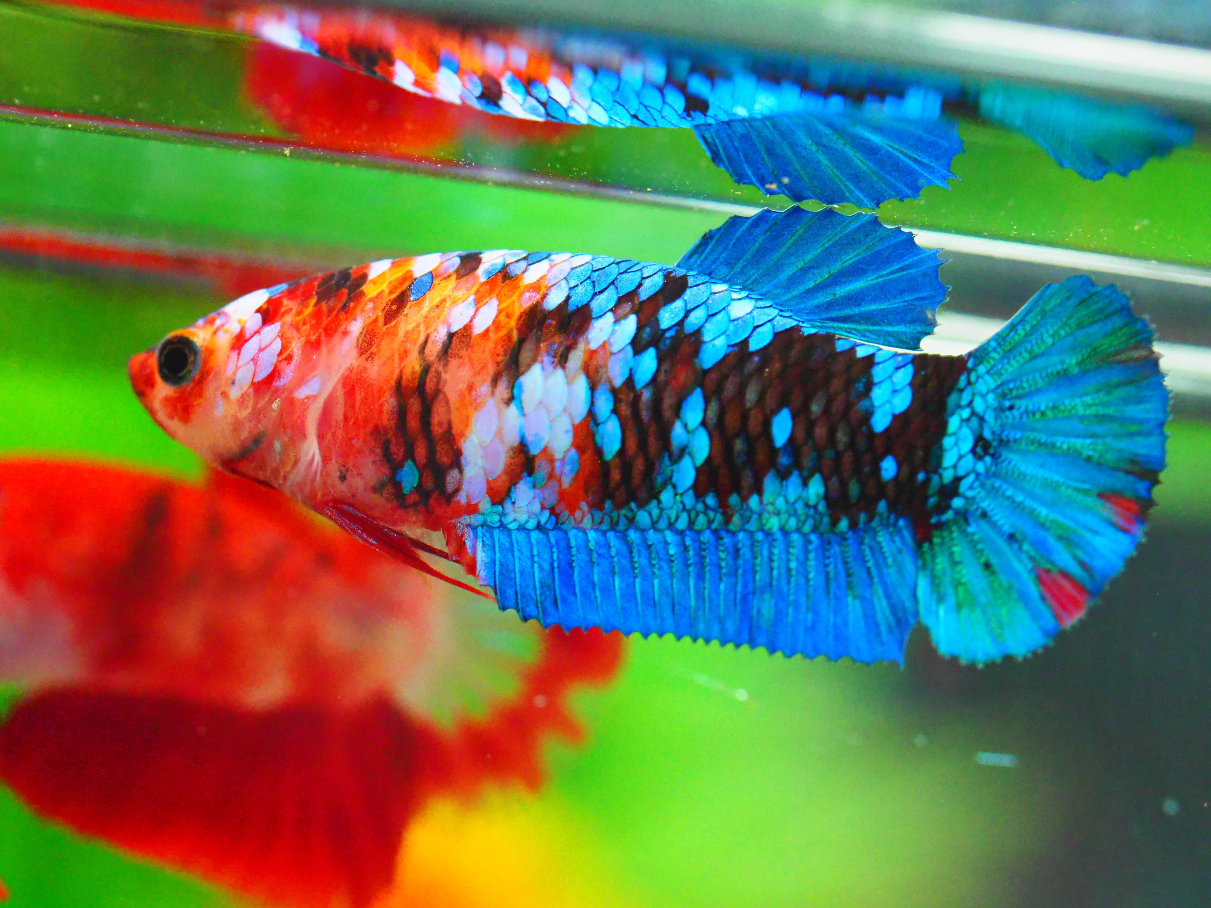 HMPK KOI GALAXY FNMALE GRADE A +++