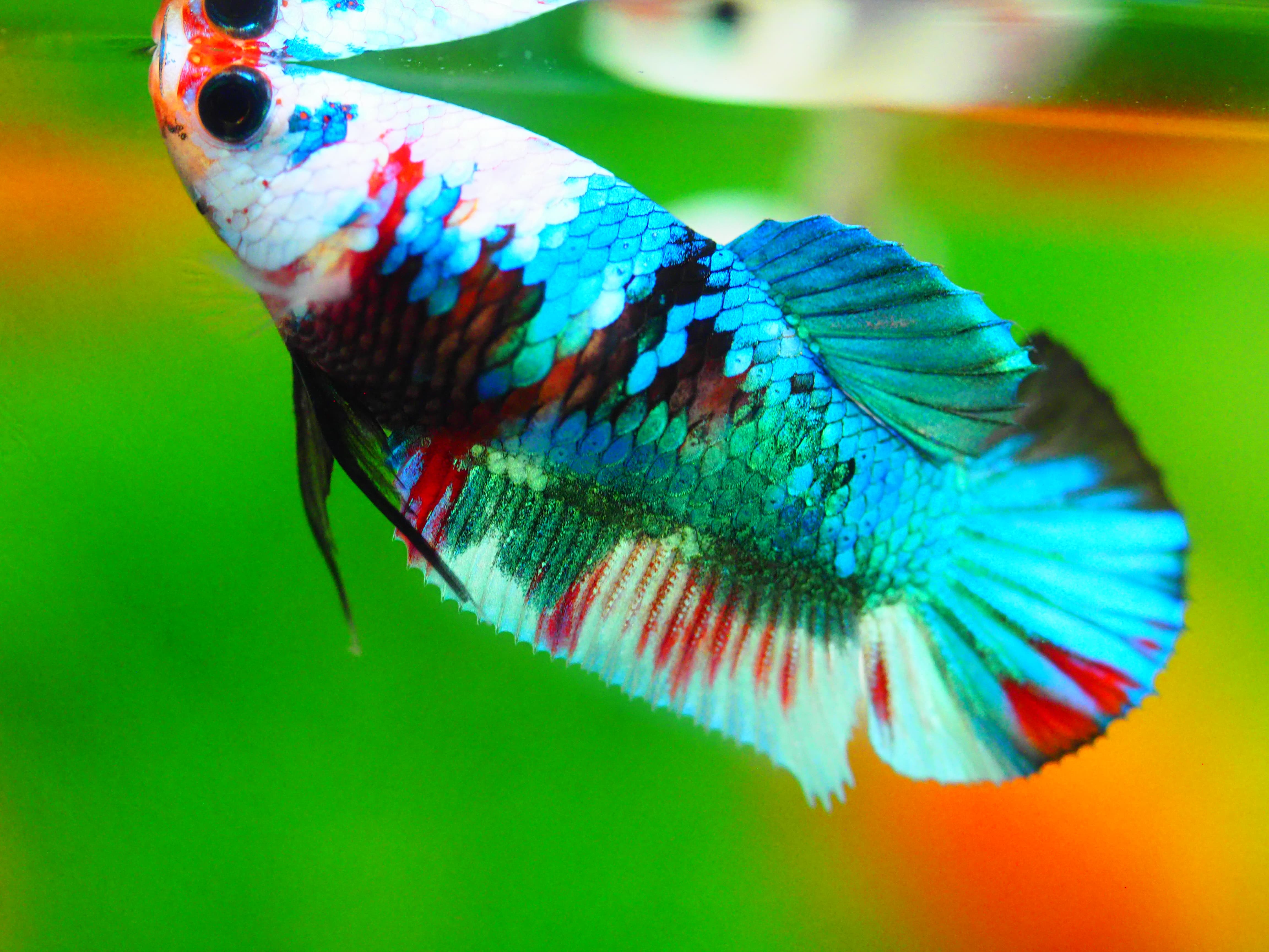 HMPK KOI GALAXY FN MALE GRADE A +++