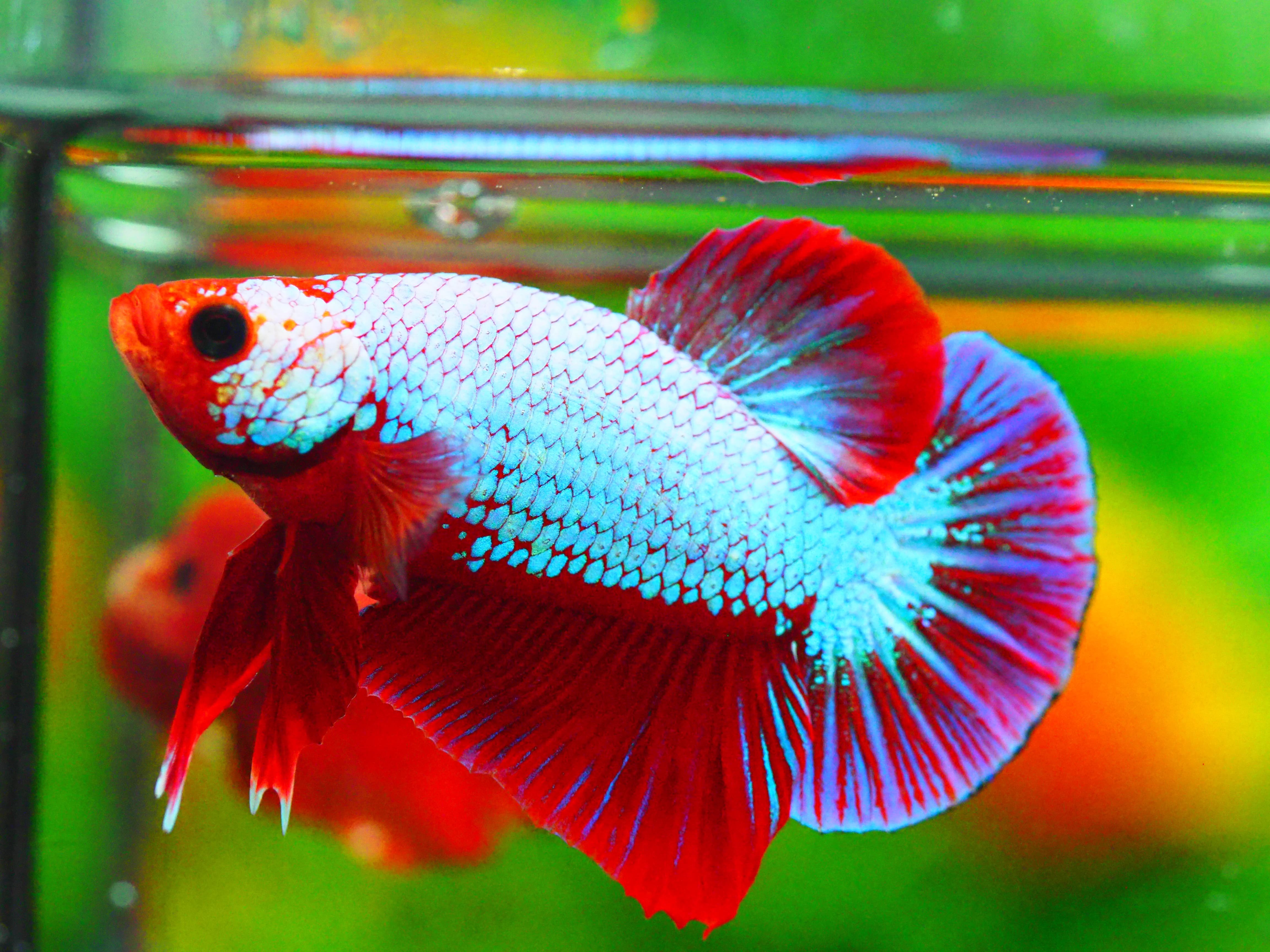 HMPK FANCY MALE GRADE A +++