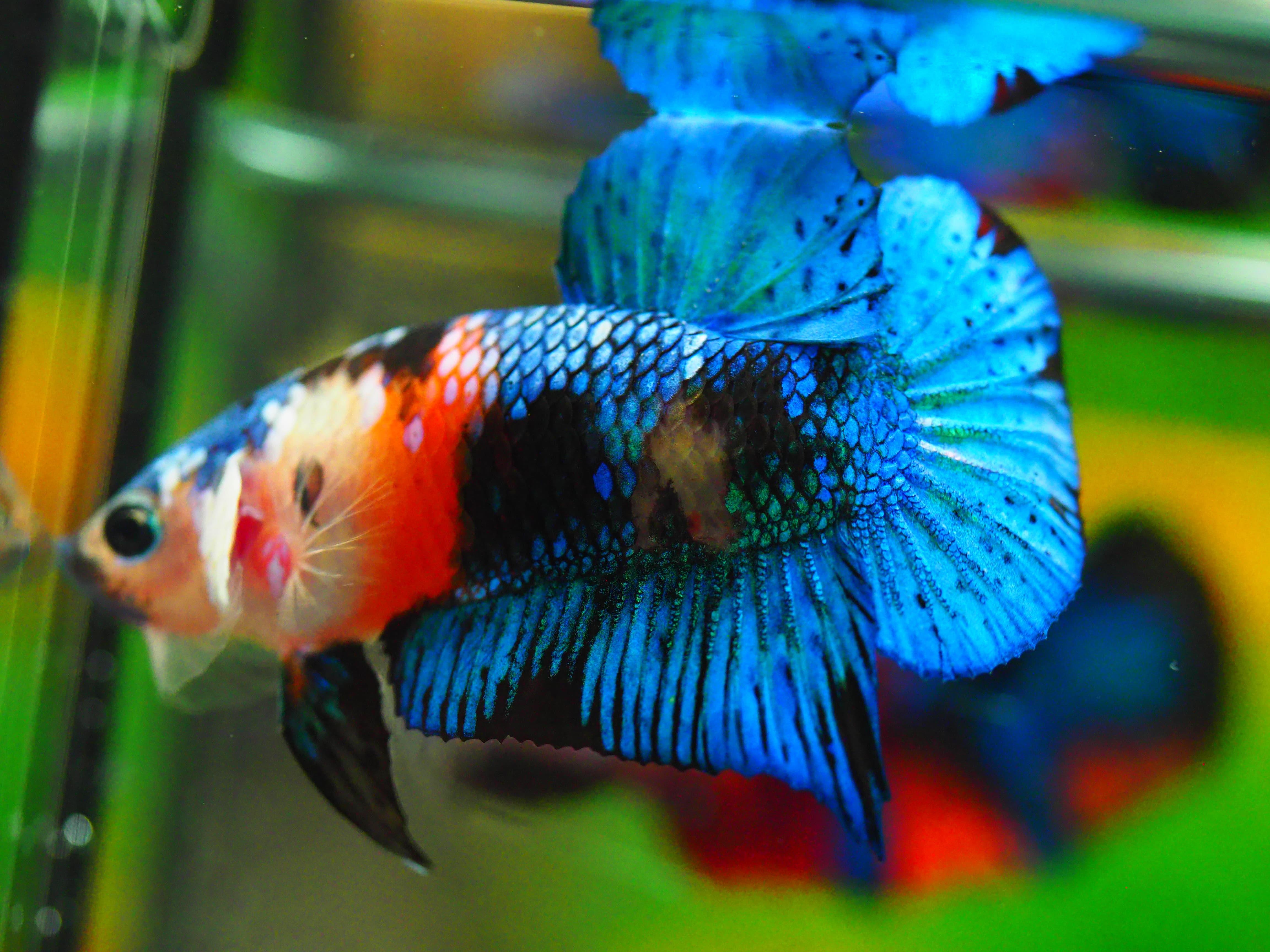 HMPK KOI GALAXY MALE GRADE A +++