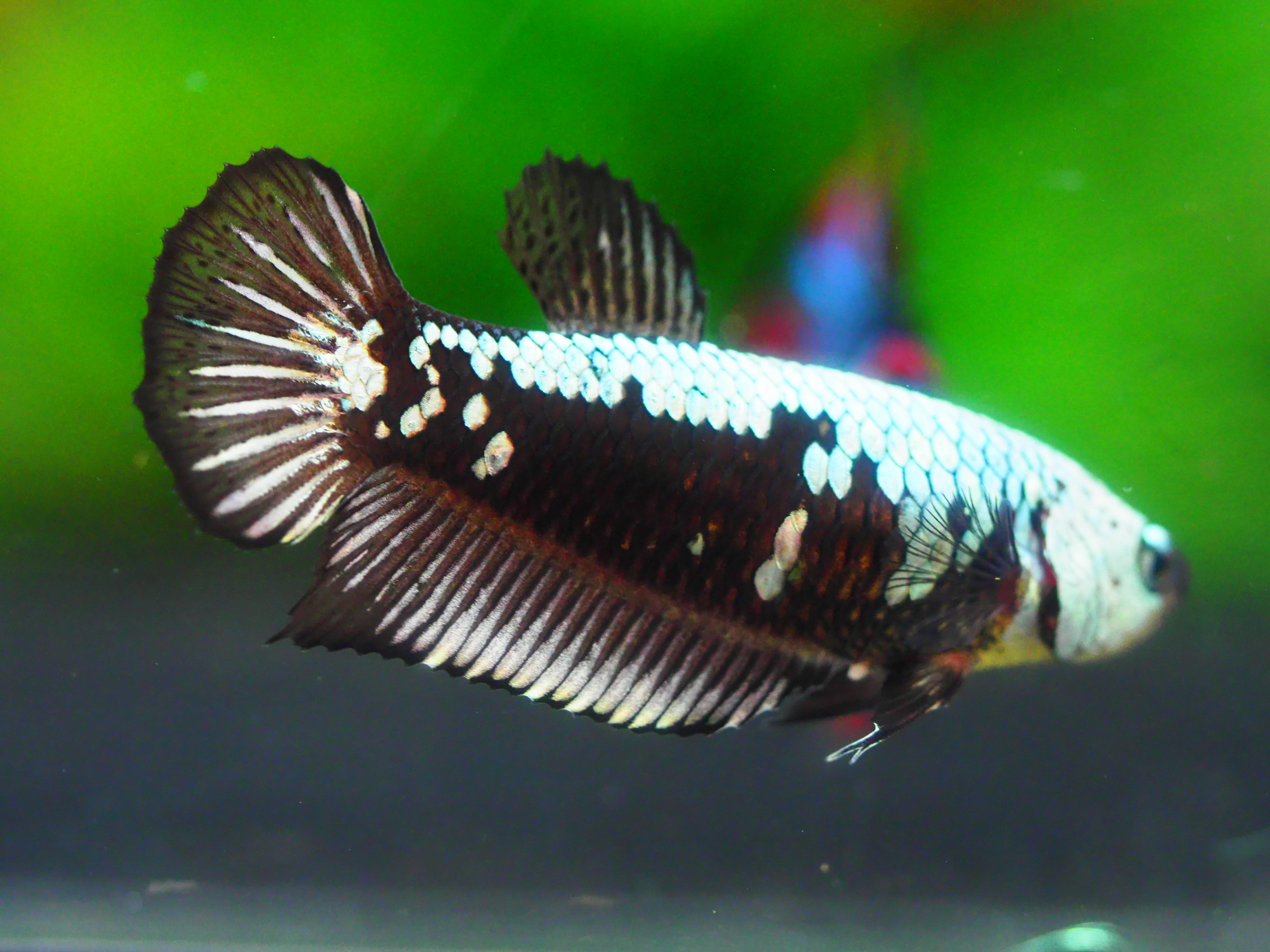 HMPK DRAGON FNMALE GRADE A +++