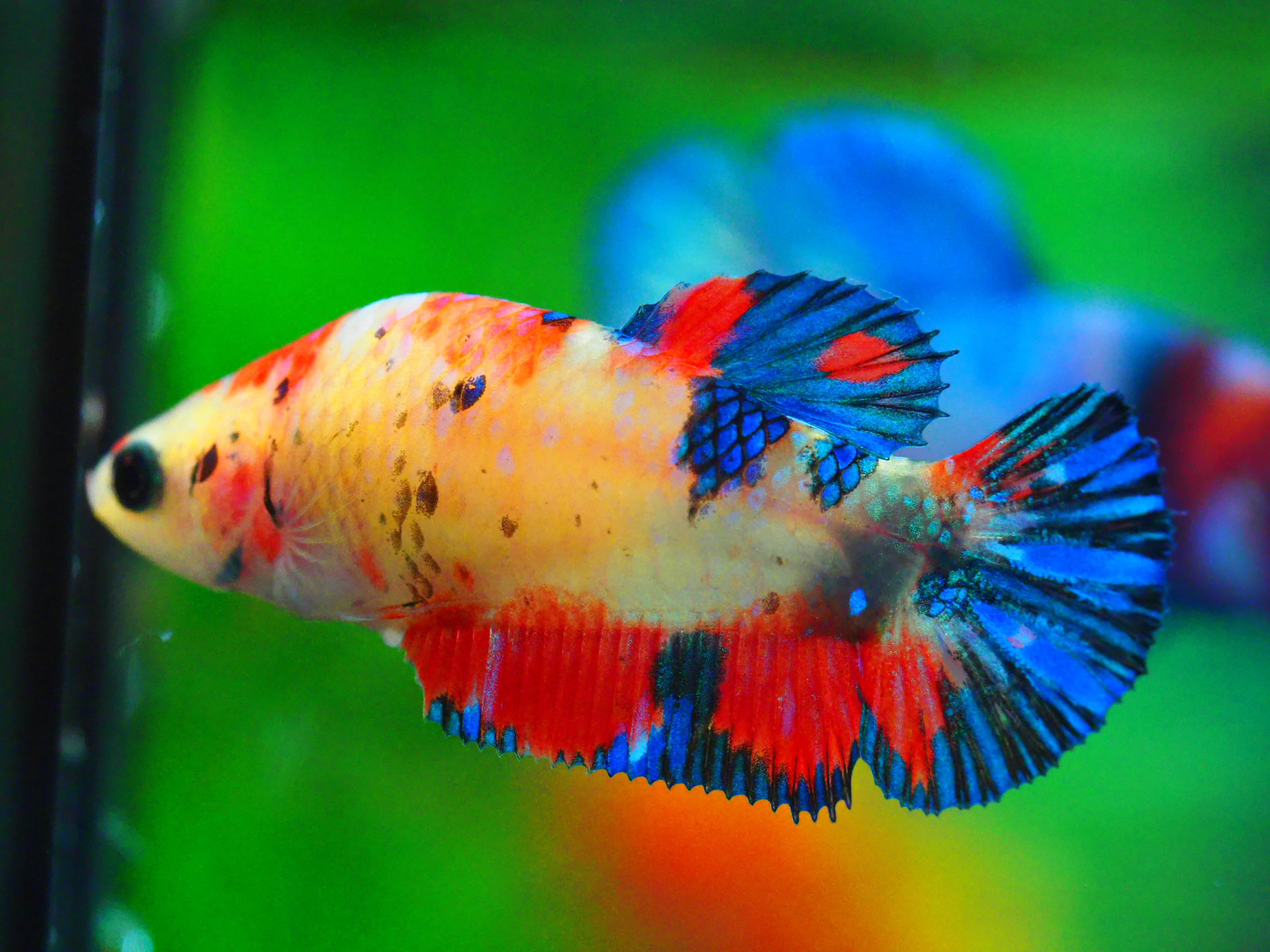 HMPK NEMO GALAXY FNMALE