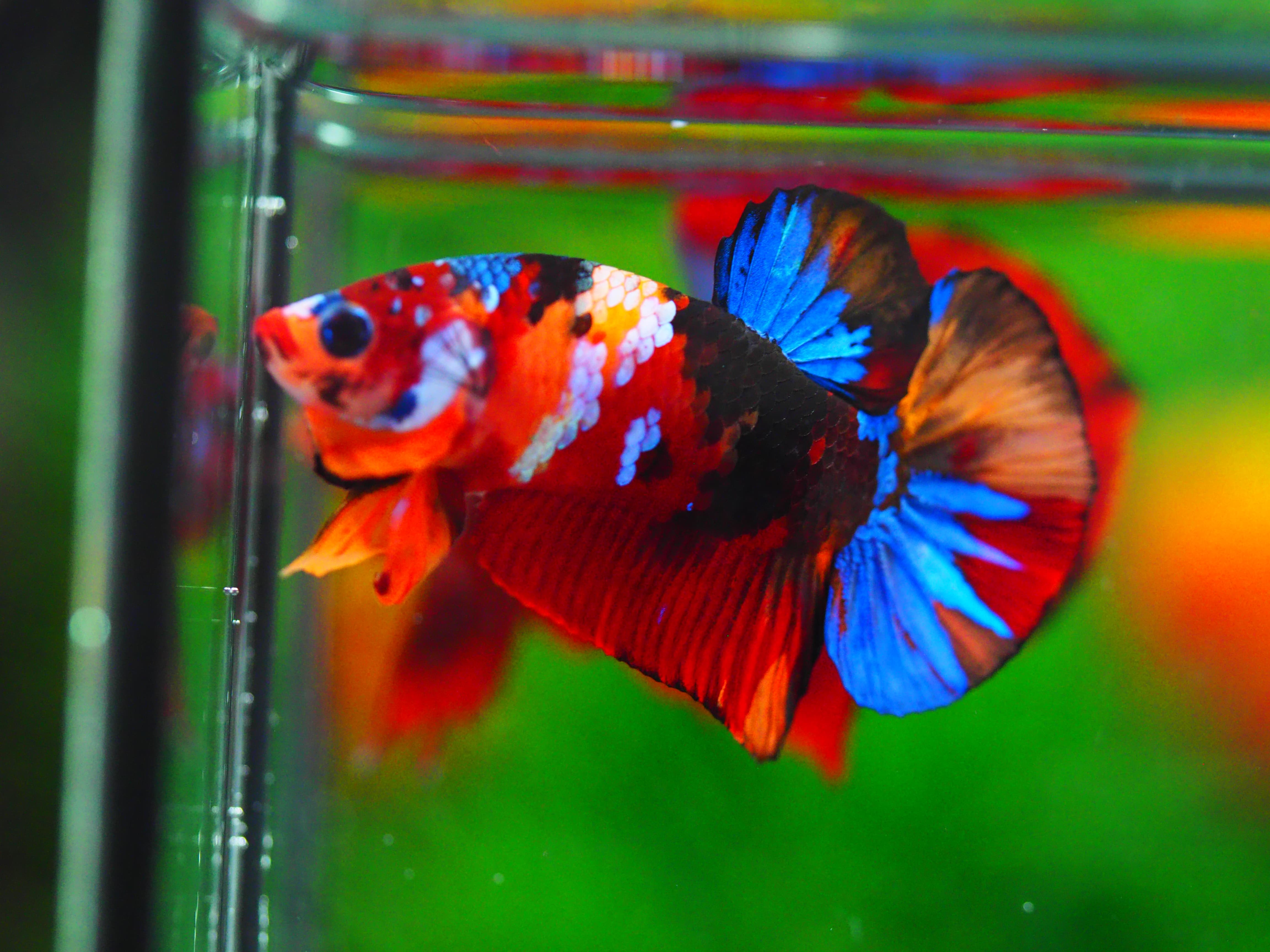 HMPK NEMO GALAXY MALE GRADE A++