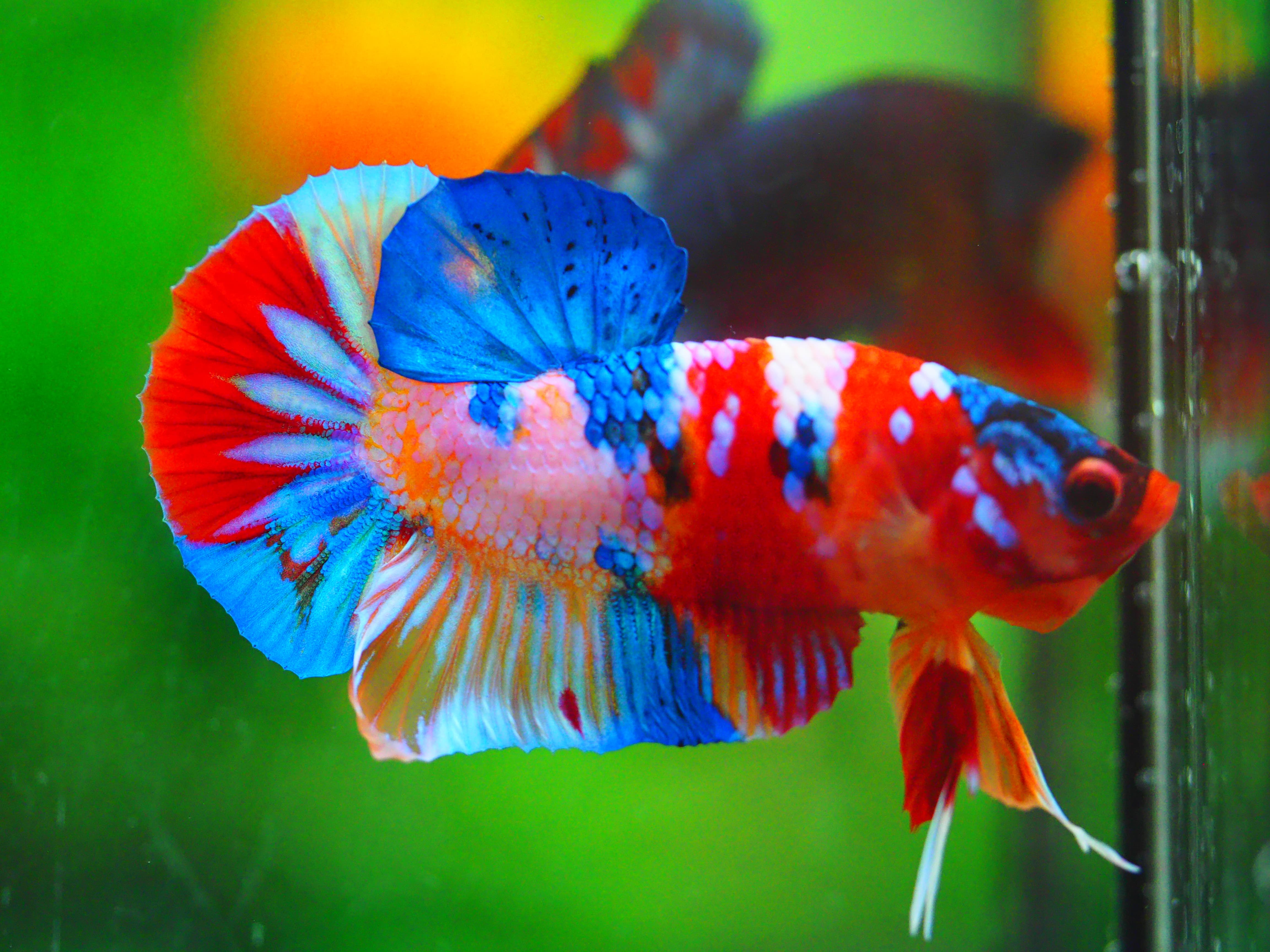 HMPK CANDY MALE GRADE A +++