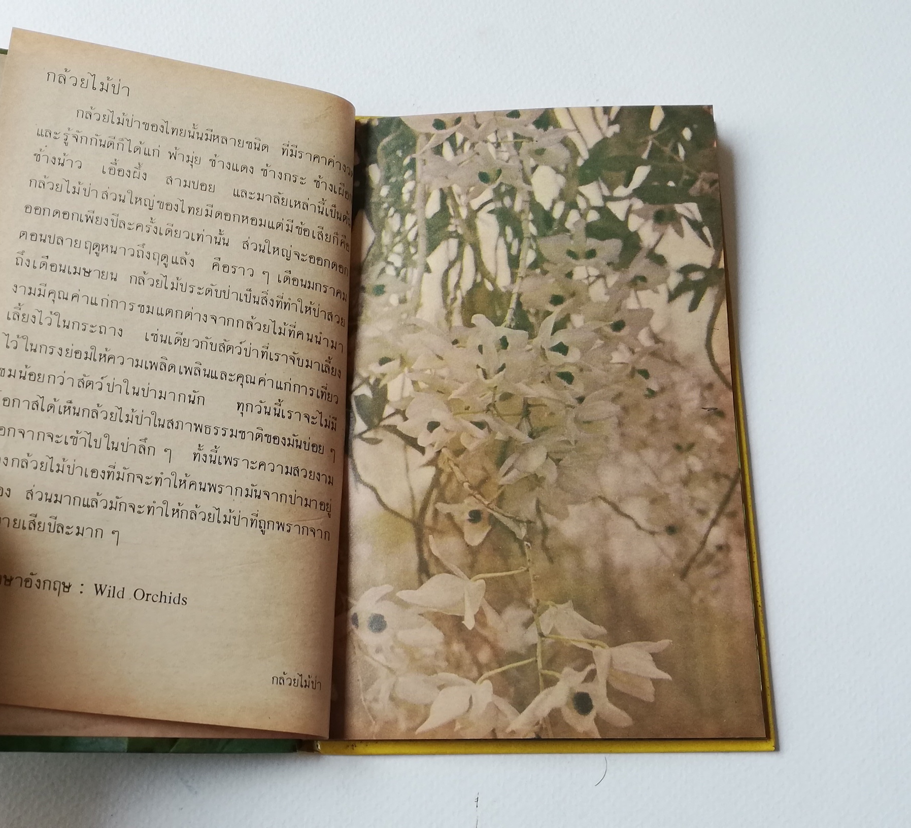 มีหลายภาพ หนังสือเก่ามีตำหนิตามภาพ หนังสือชุดความรู้ไทยเล่มเล็ก ขององค์การค้าของคุรุสภา เรื่อง ดอกไม้ในป่า พิมพ์ครั้งที่ 2 ปี 2527