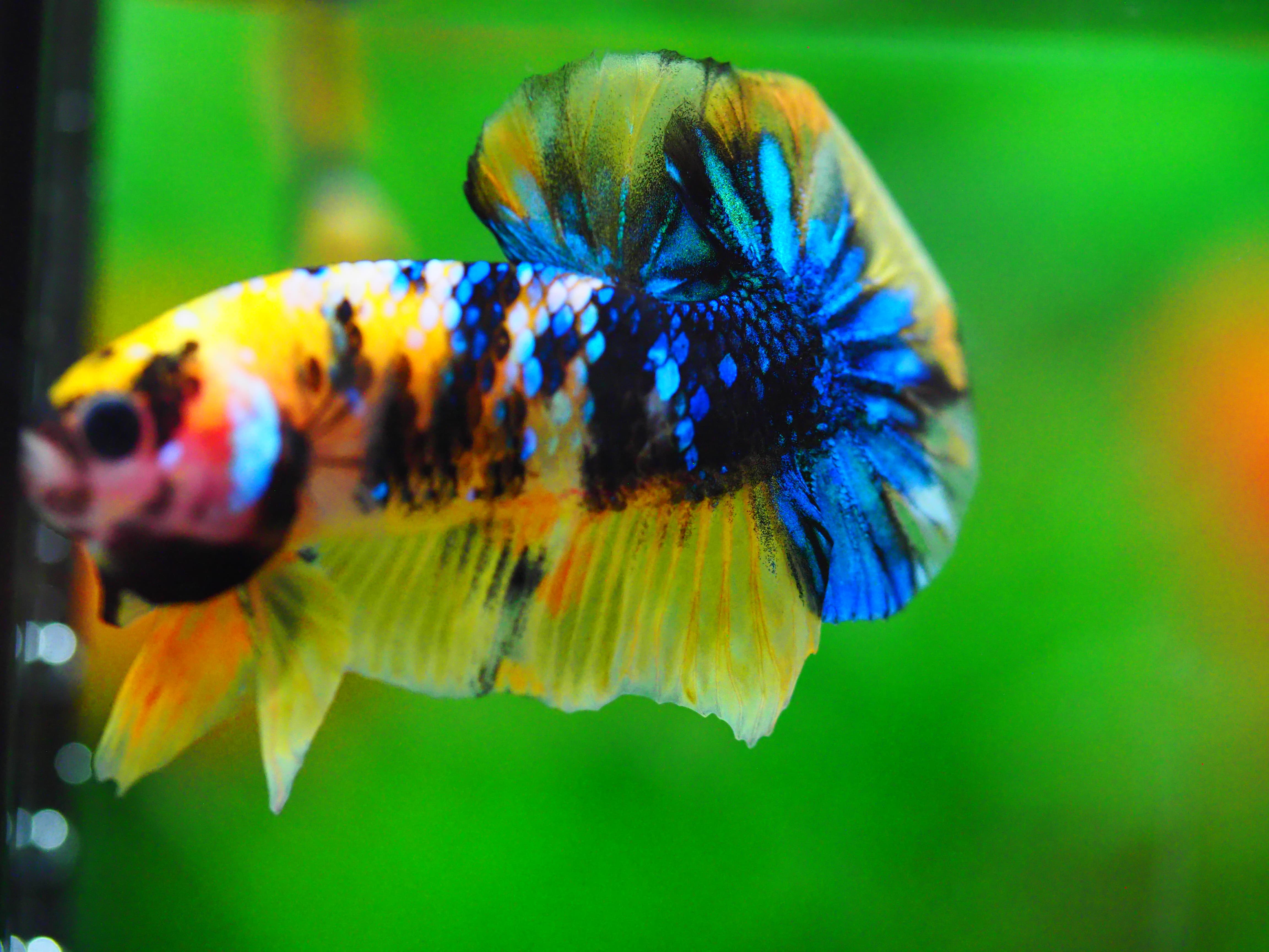 HMPK KOI GALAXY MALE GRADE A +++