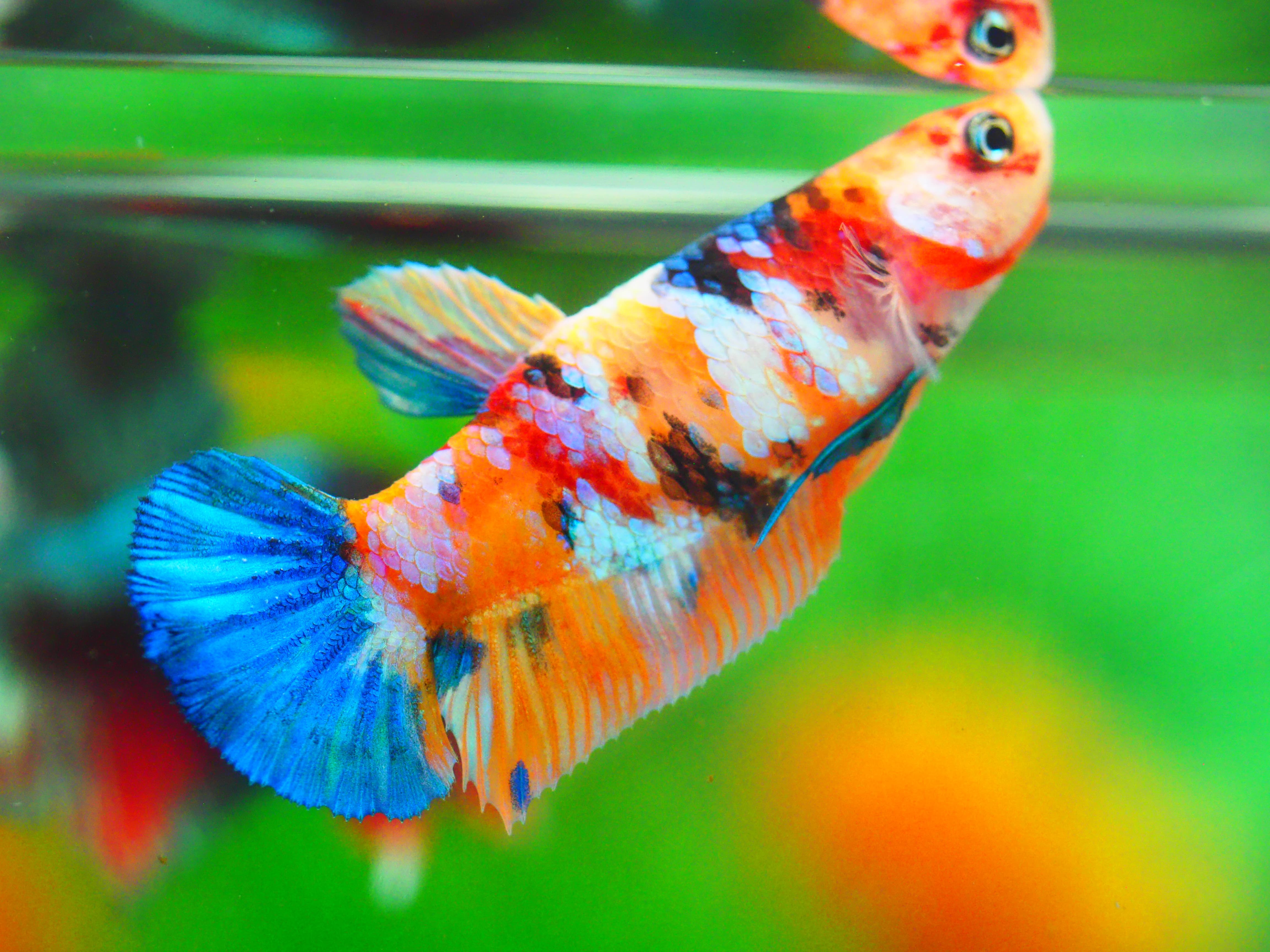 HMP KOI GALAXY FN MALE GRADE A +++