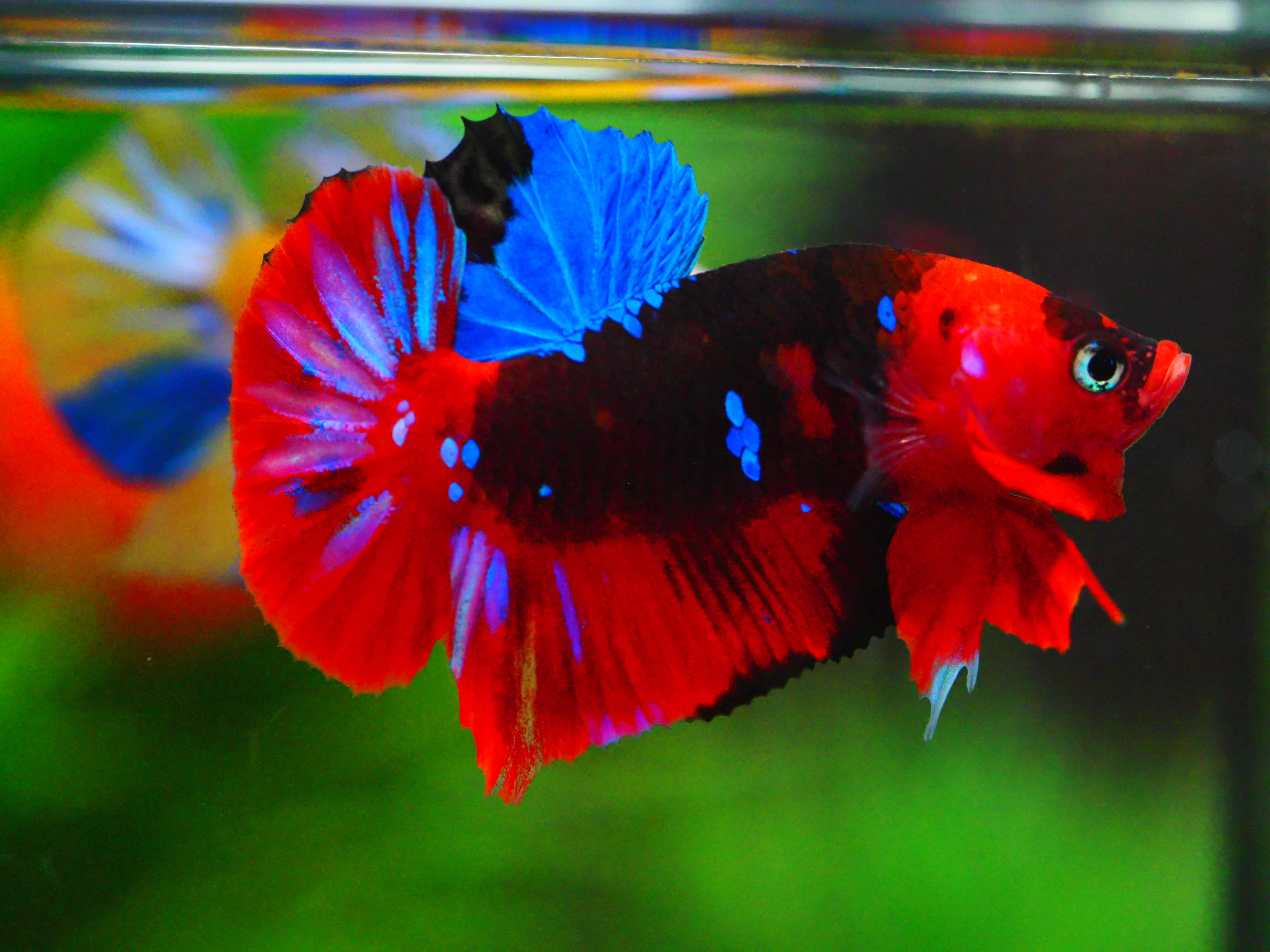 HMPK KOI GALAXY MALE GRADE A +++