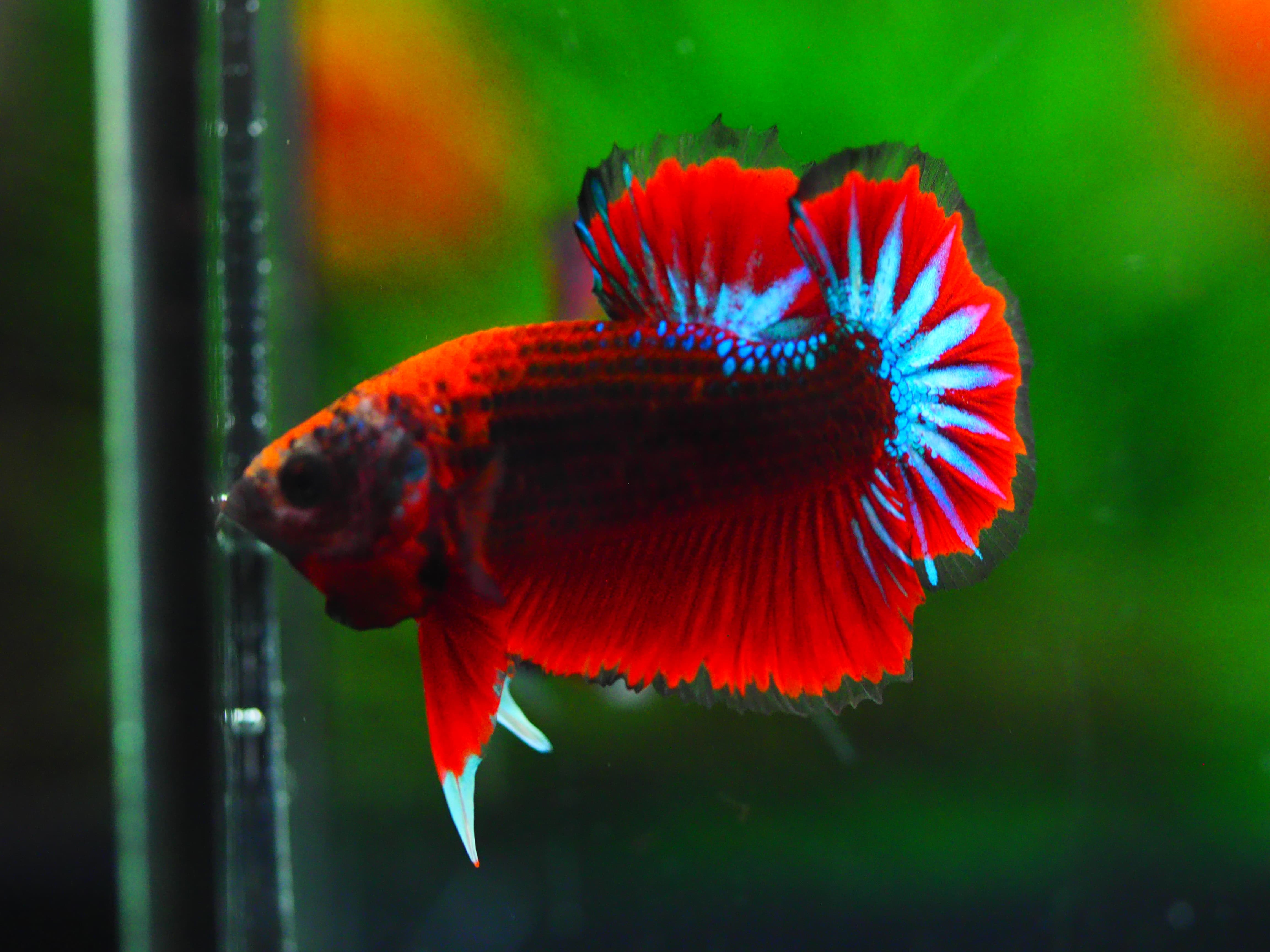 HMPK FANCY MALE GRADE A +++