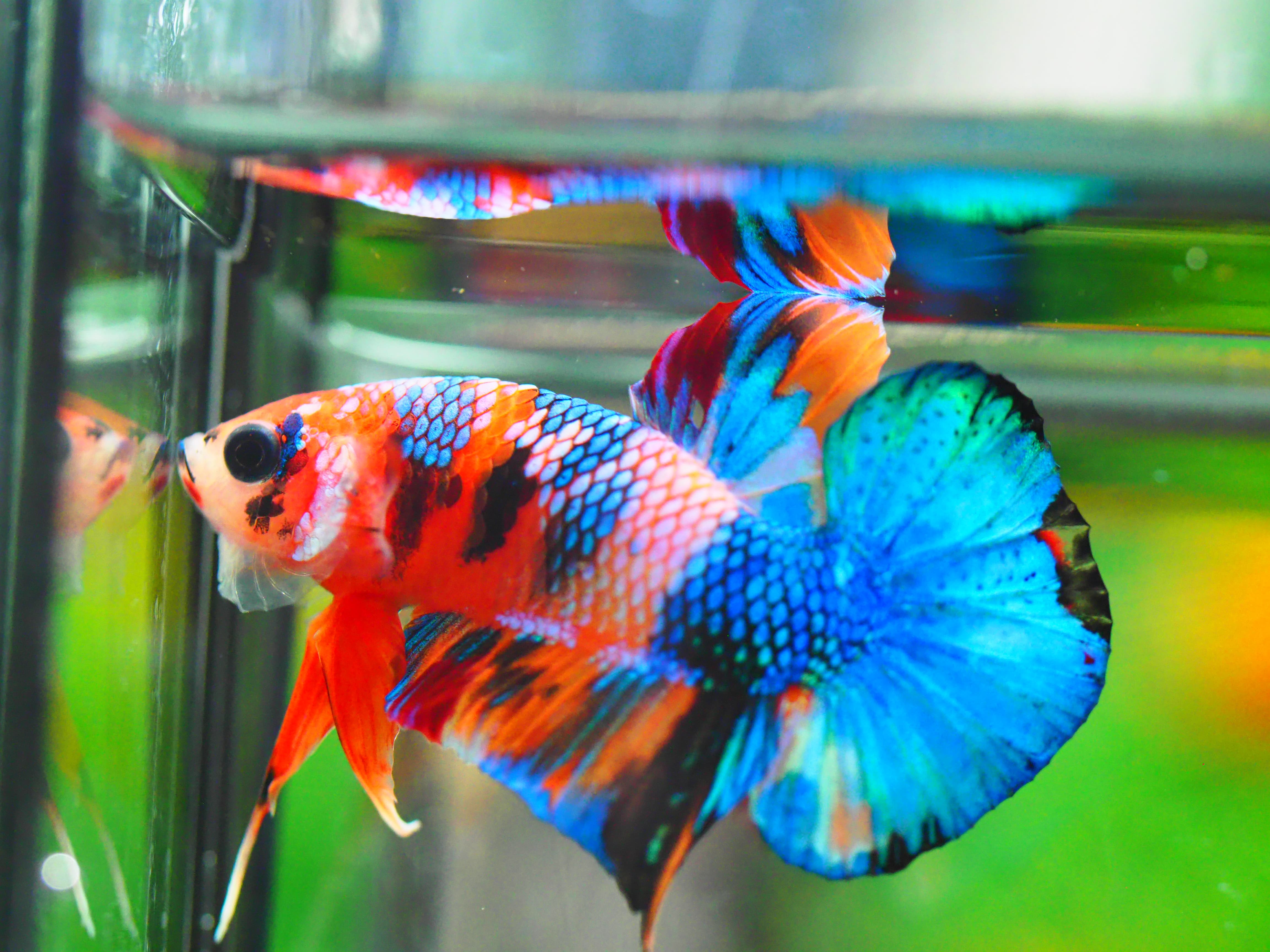 HMPK NEMO GALAXY MALE GRADE A +++