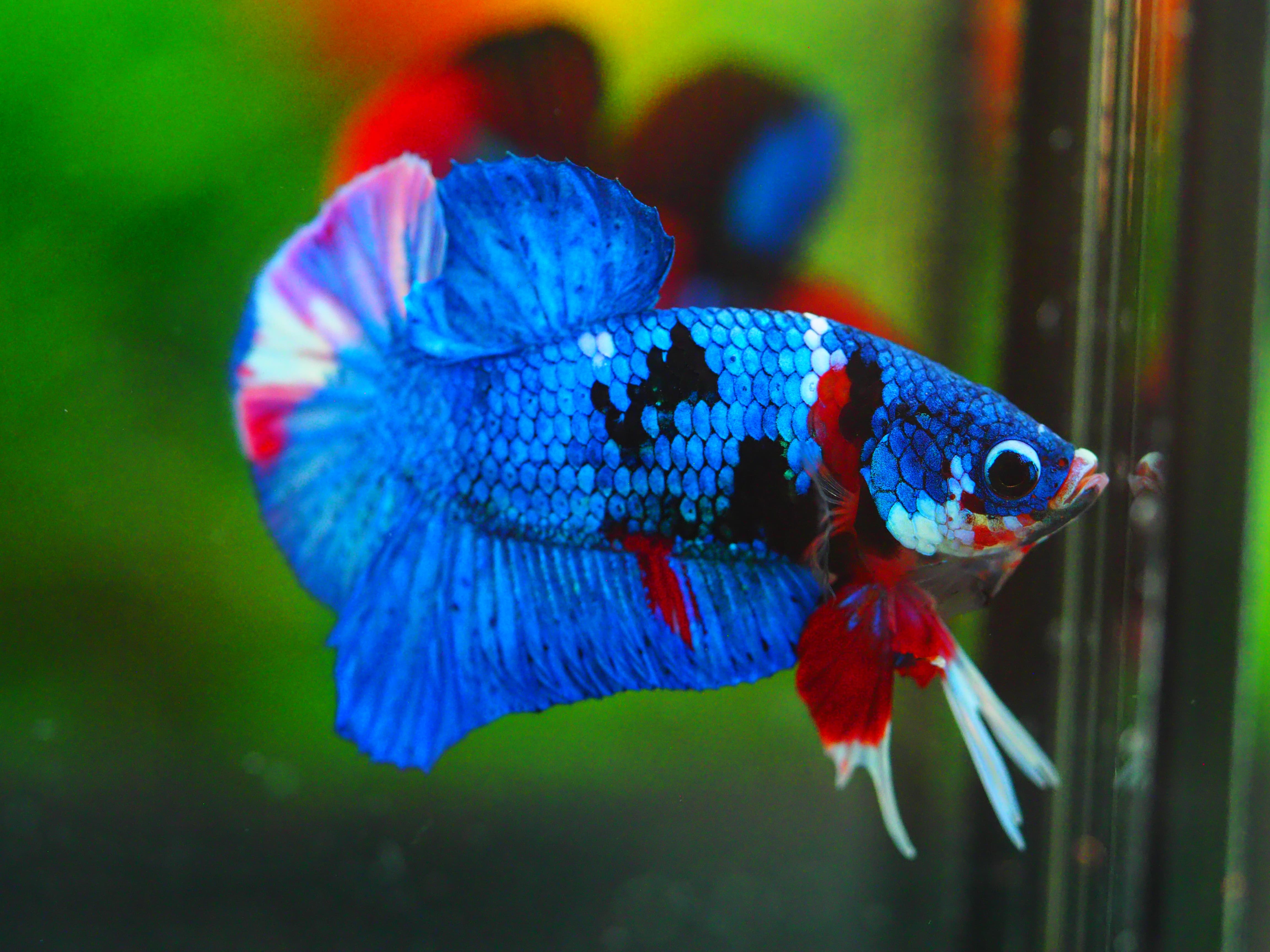 HMPK KOI GALAXY MALE GRADE A +++