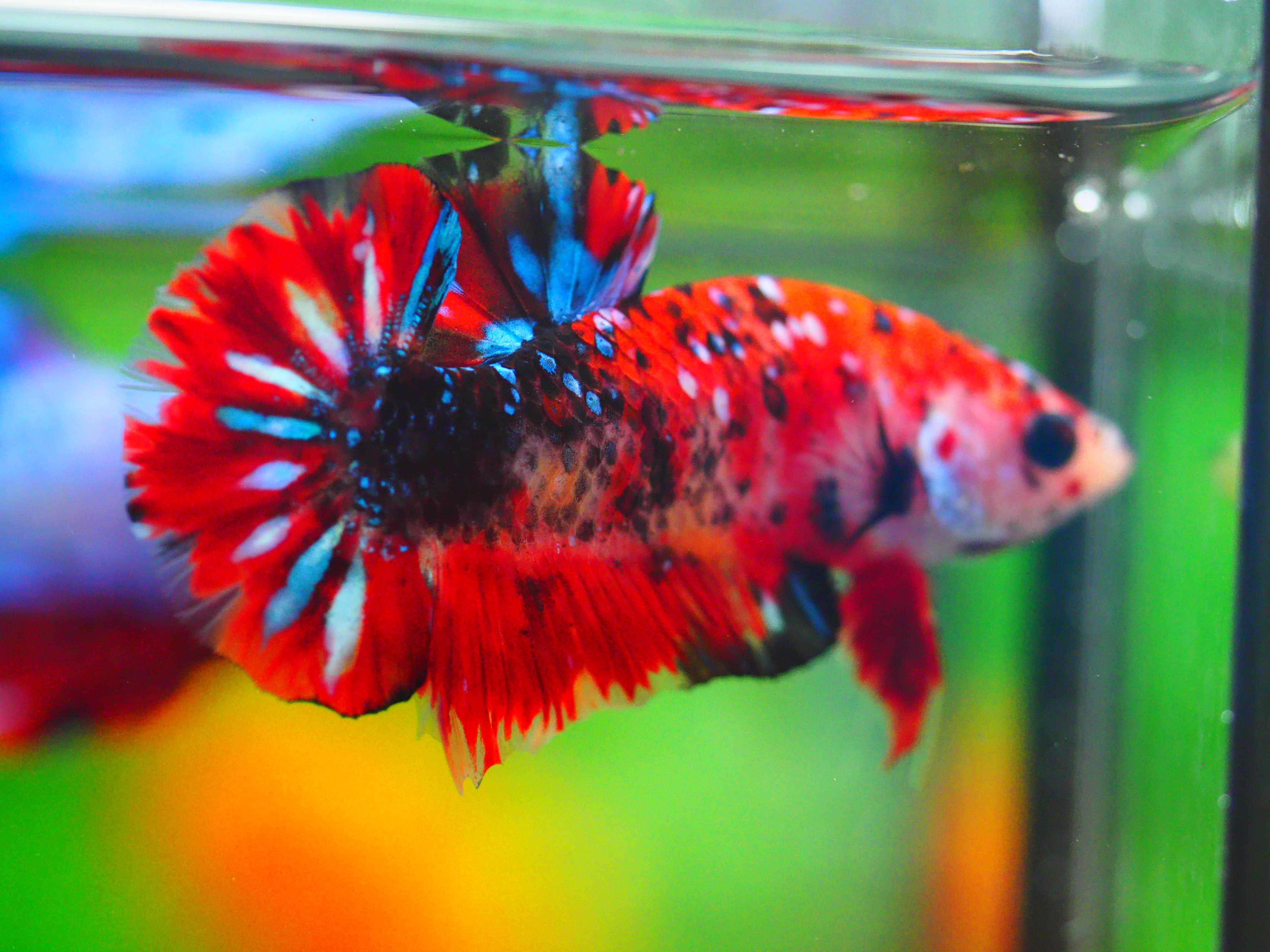 HMPK KOI GALAXY MALE GRADE A +++