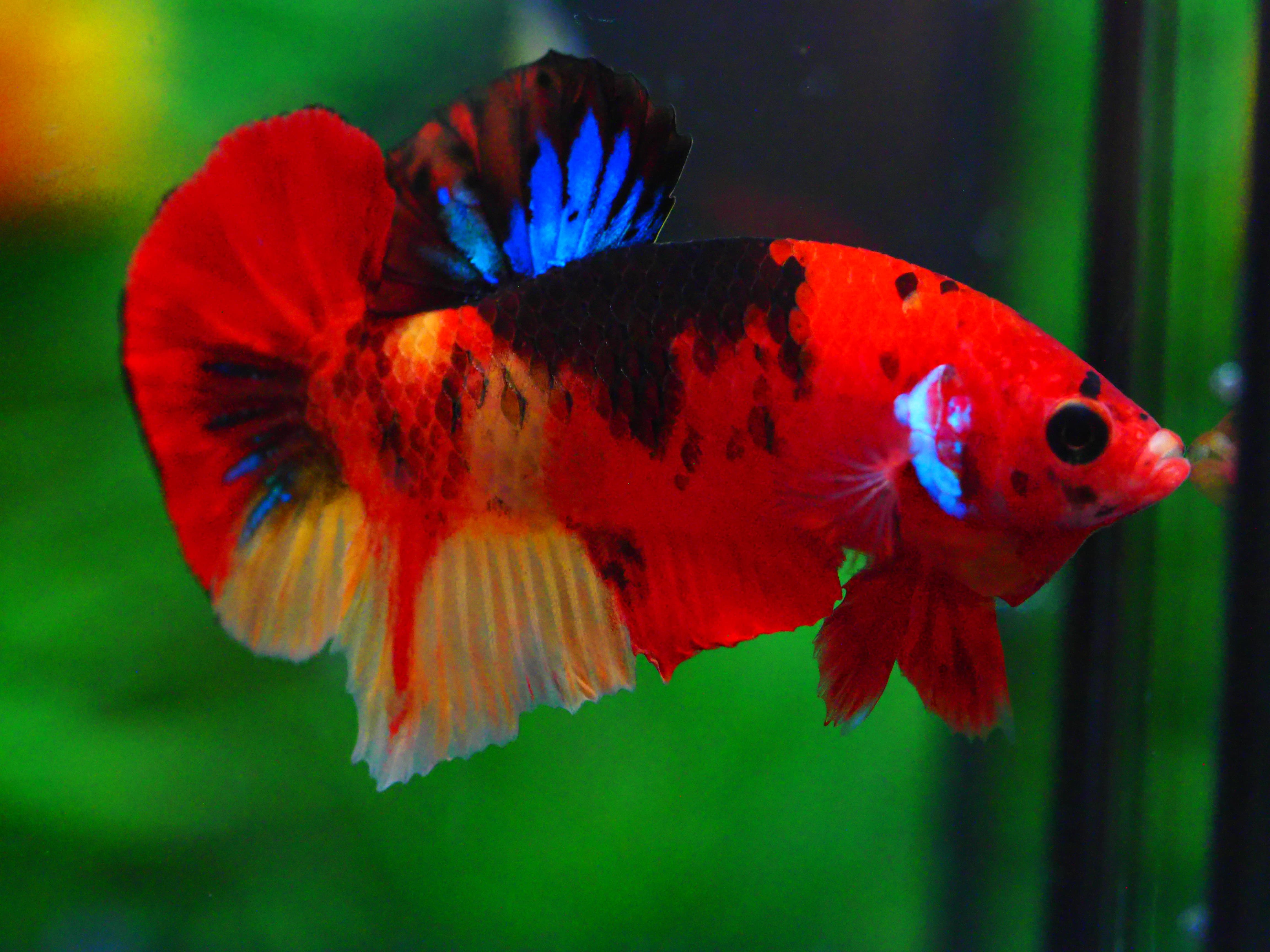 HMPK NEMO GALAXY MALE GRADE A +++