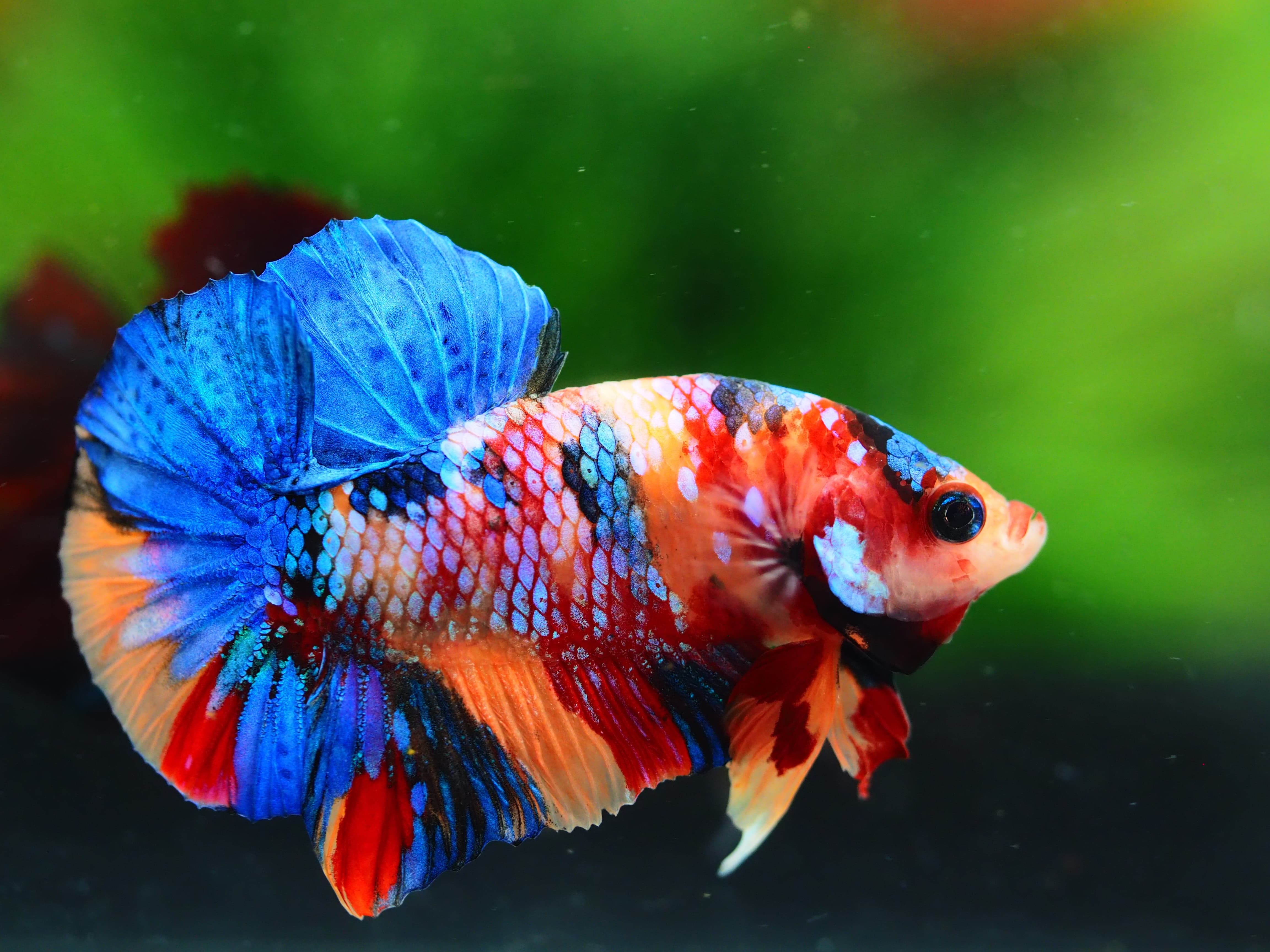 HMPK MUNTICOLOR MALE GRADE A++