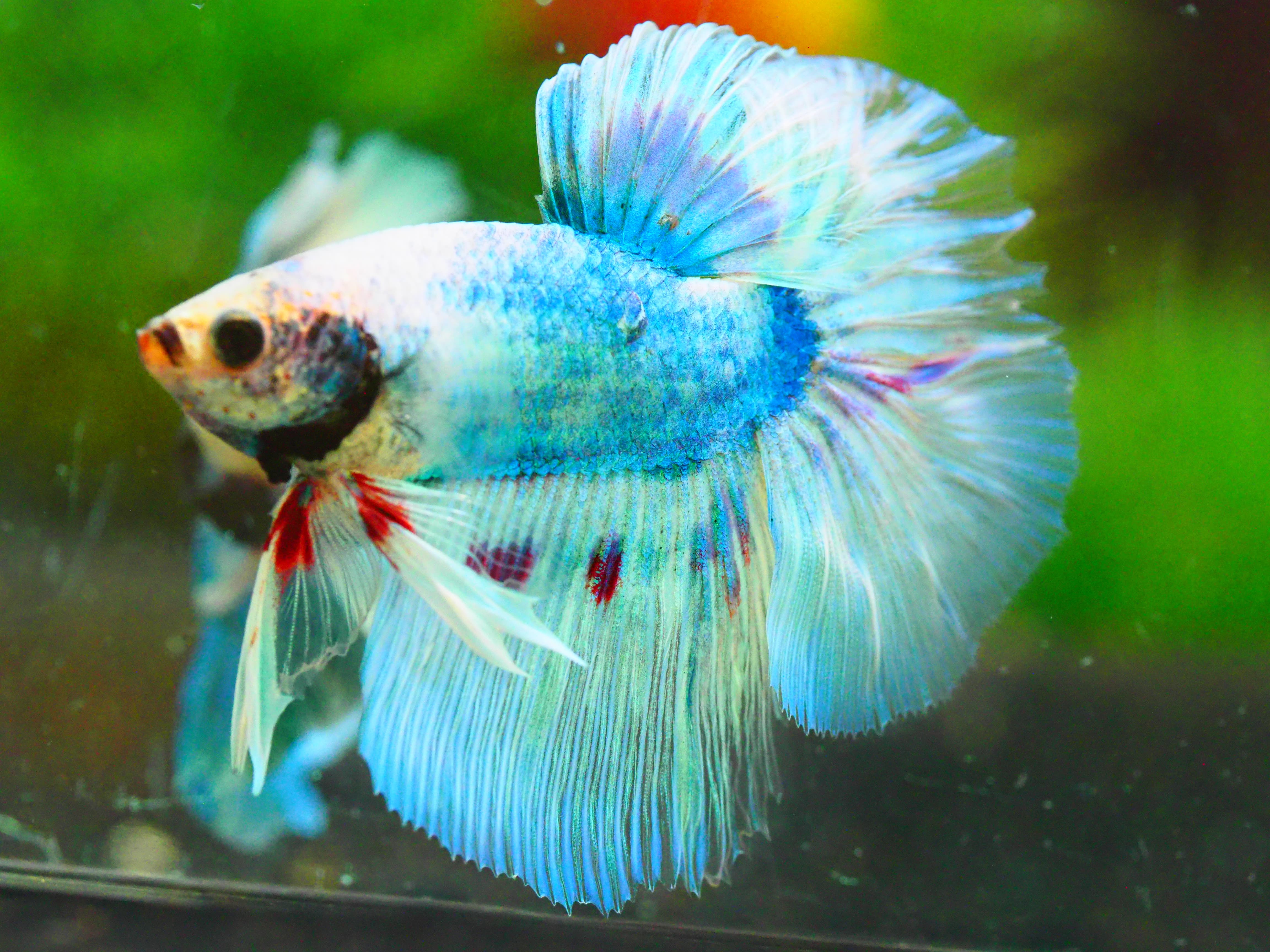 HM FANCY MALE GRADE A +++