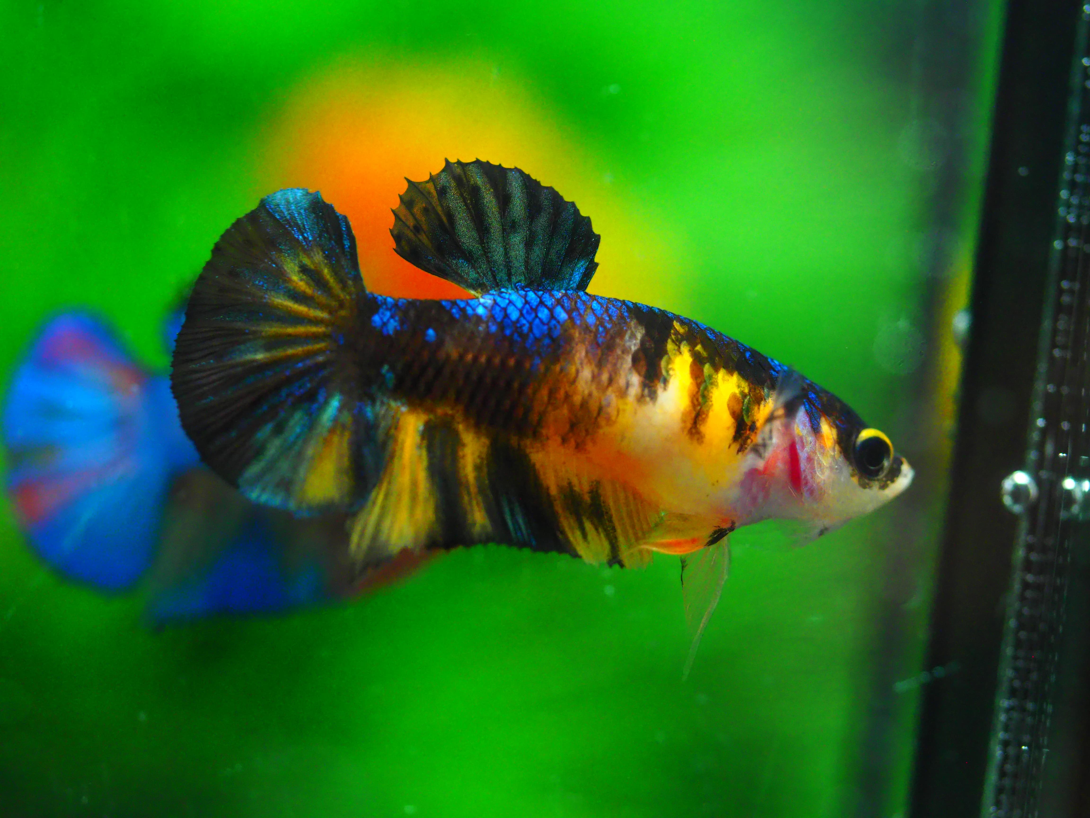 HMPK KOI YELLOW FN MALE GRADE A +++