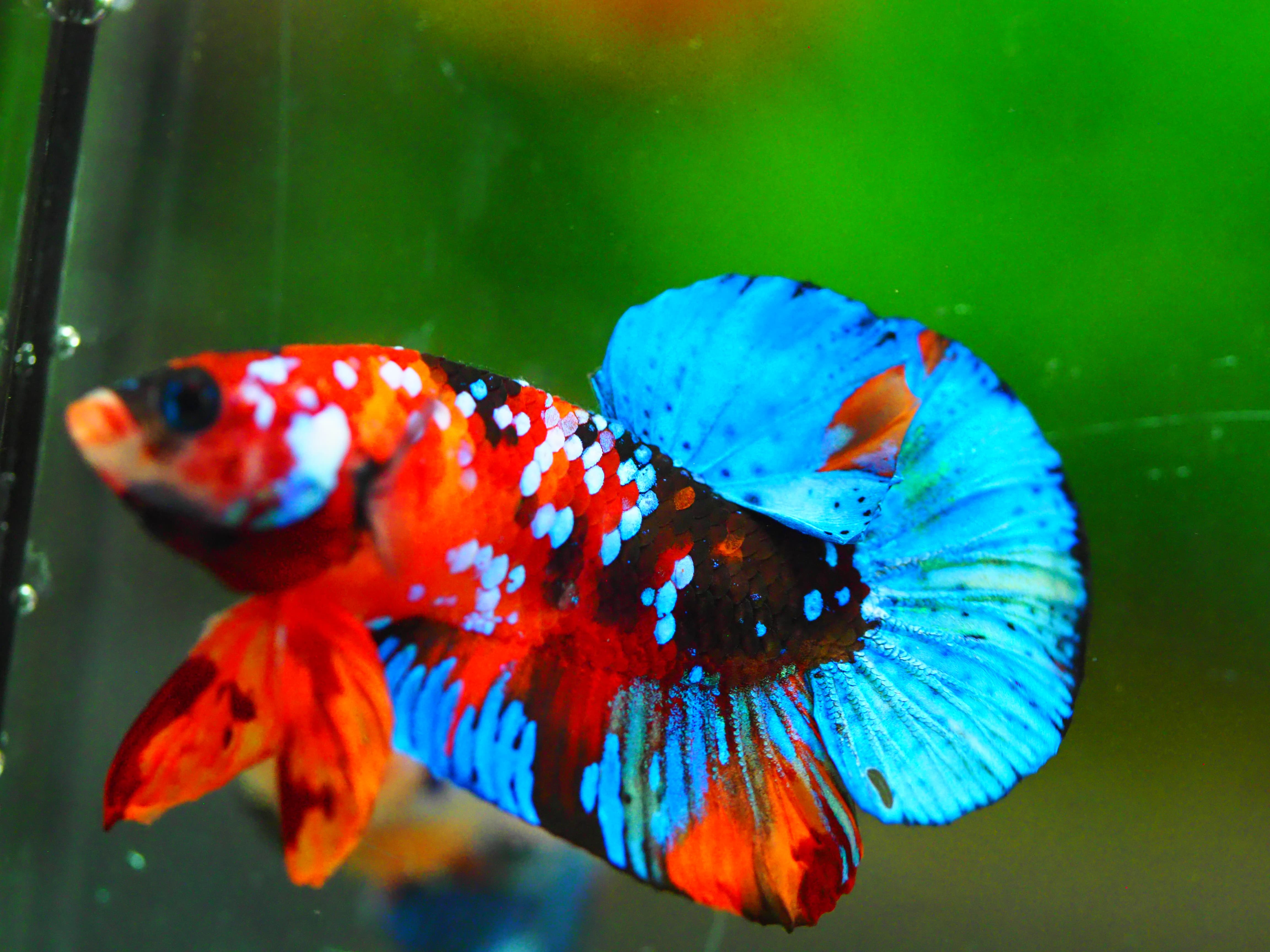 HMPK NEMO GALAXY MALE GRADE A +++