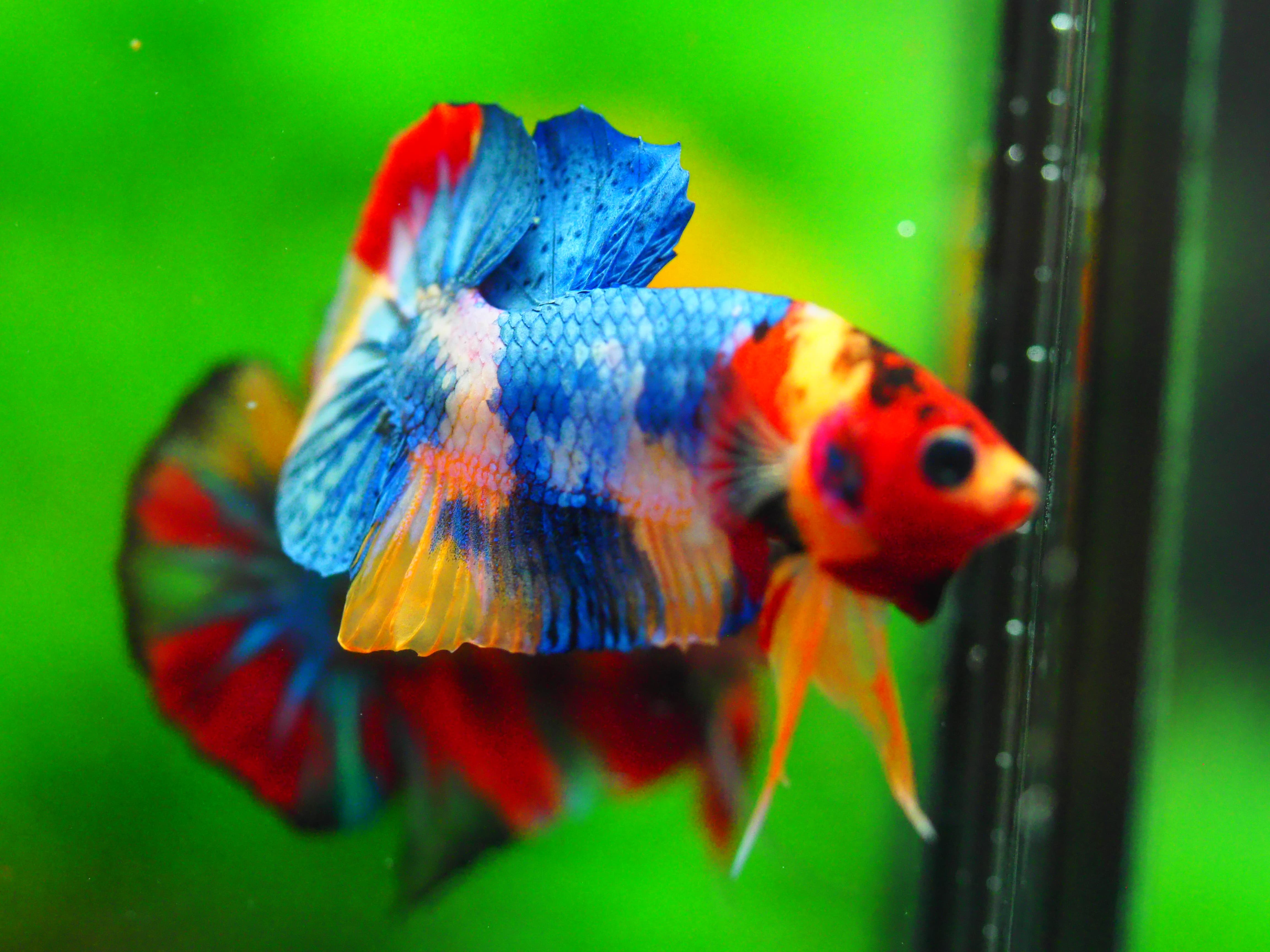 HMPK Multicolor MALE GRADE A +++