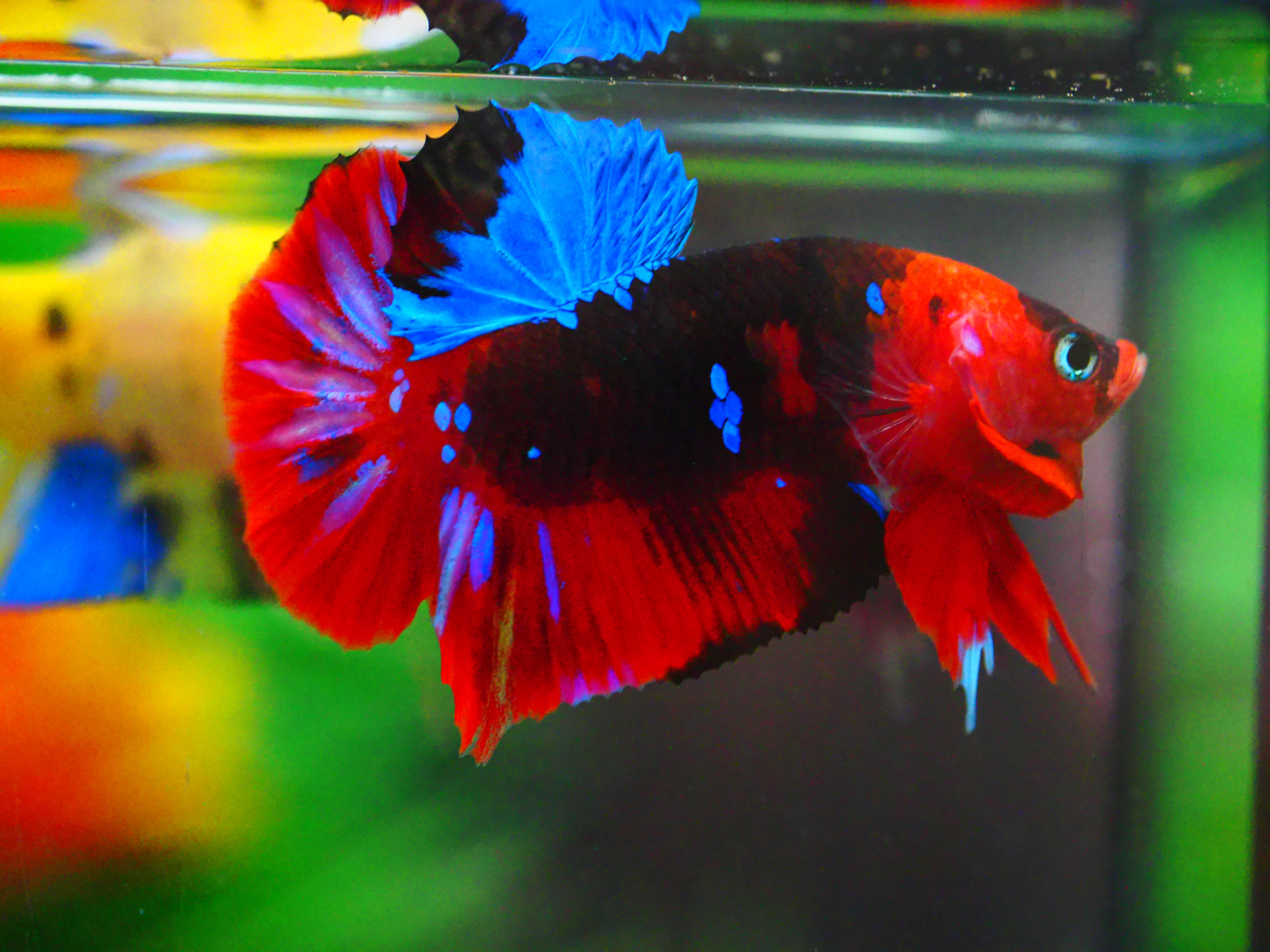 HMPK KOI GALAXY MALE GRADE A +++