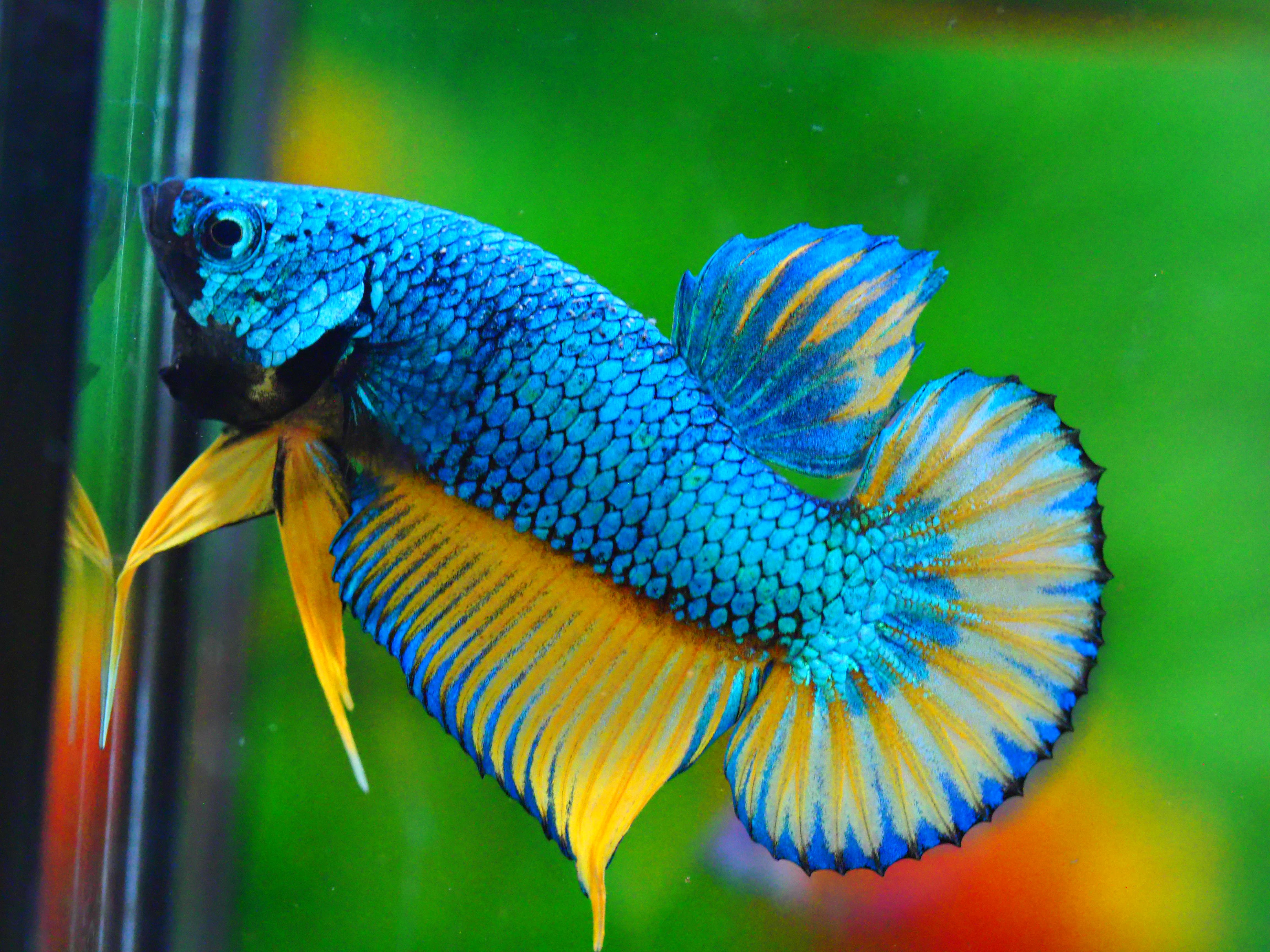 HMPK FANCY MALE GRADE A +++