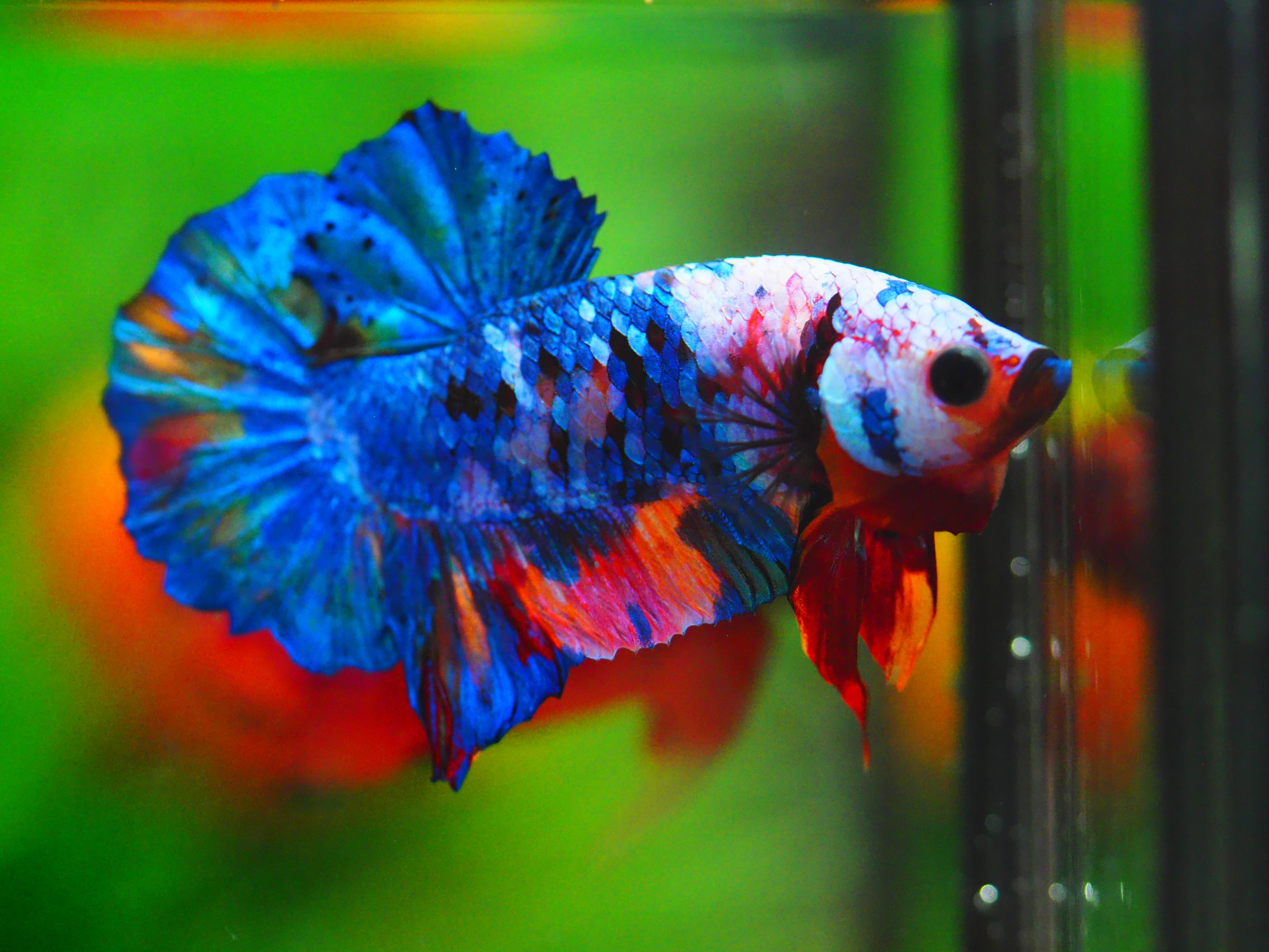 HMPK KOI GALAXY MALE GRADE A+++