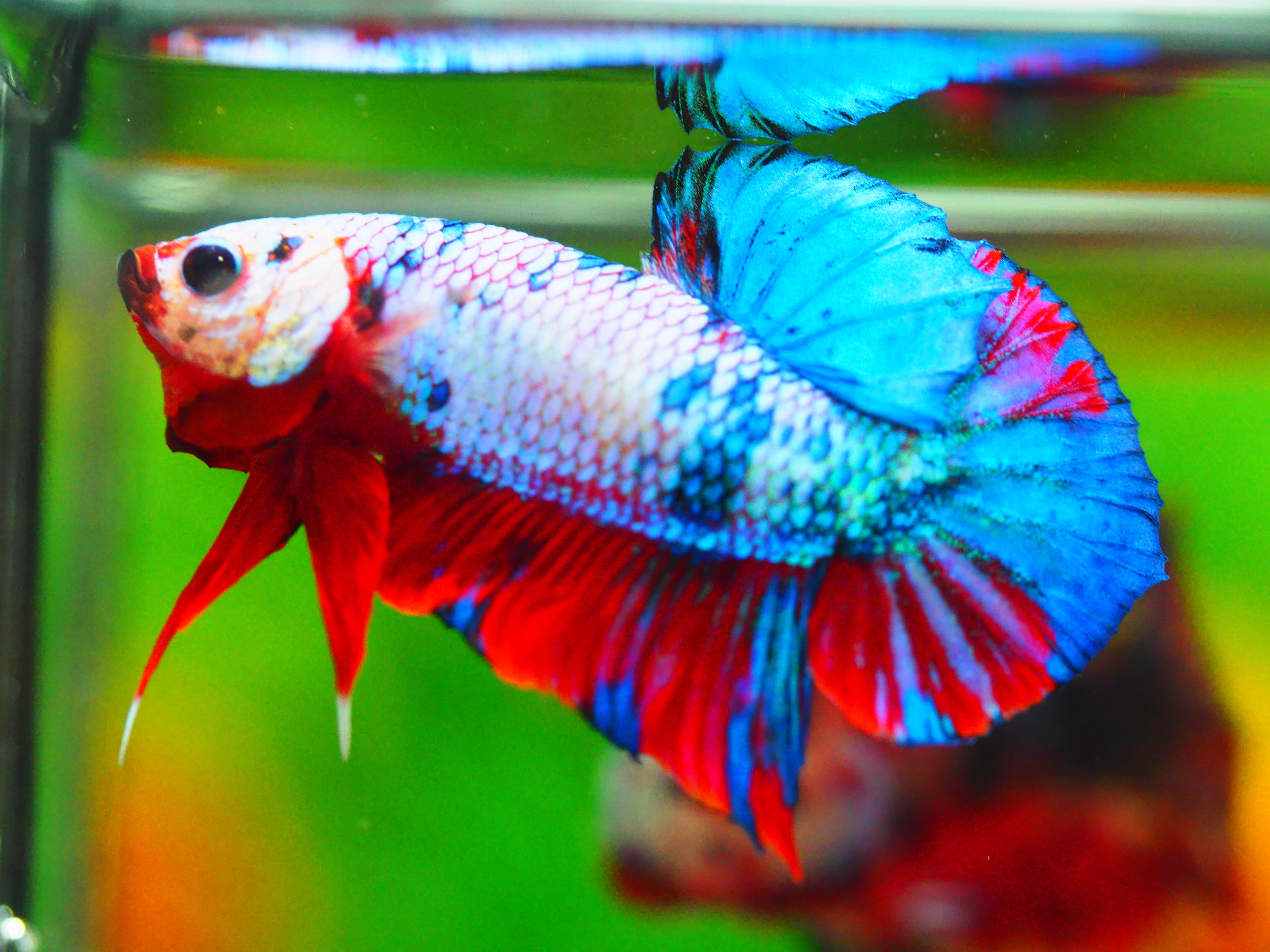 HMPK KOI GALAXY MALE GRADE A +++