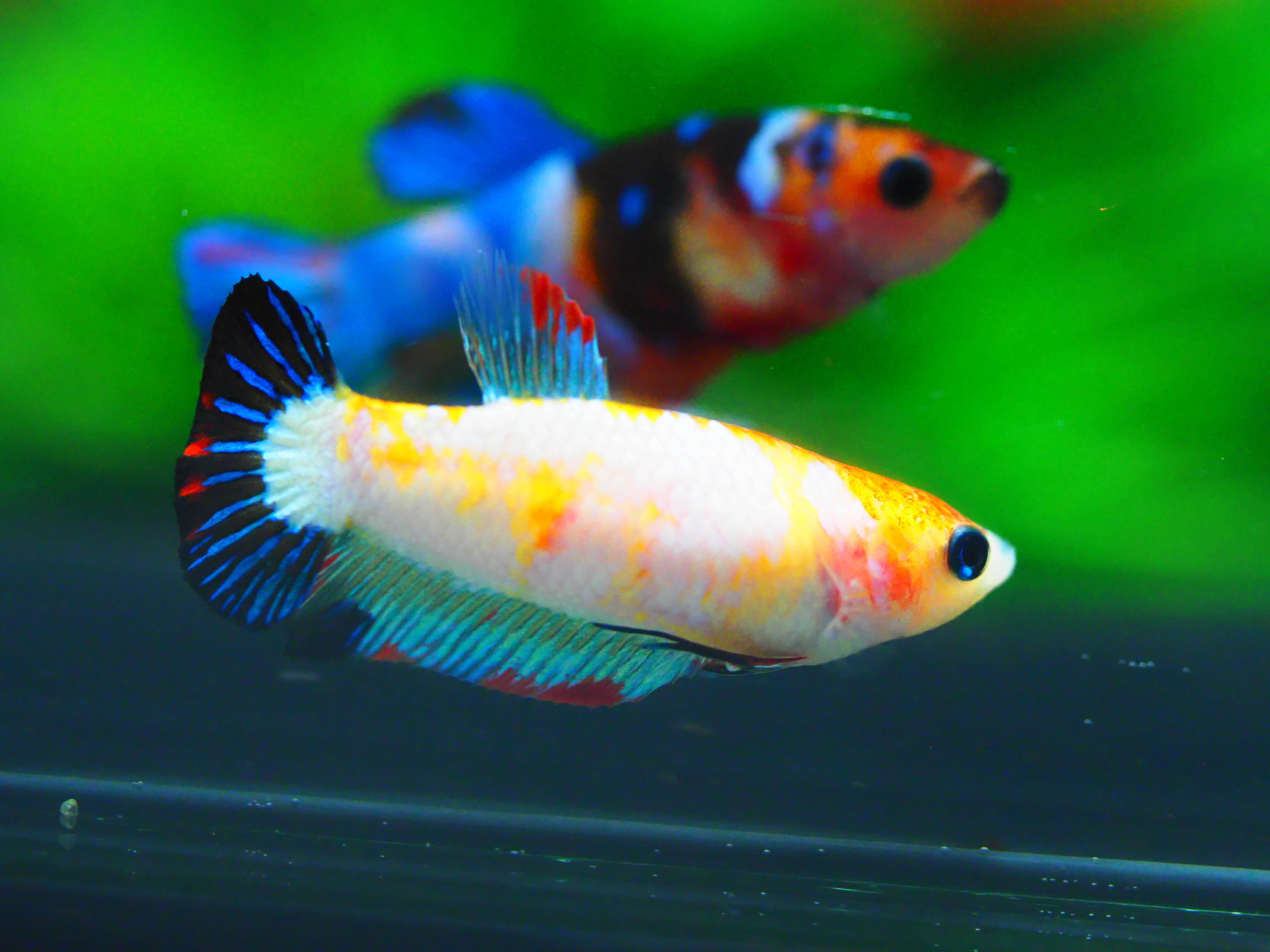 HMPK KOI FANCY FN MALE GRADE A +++