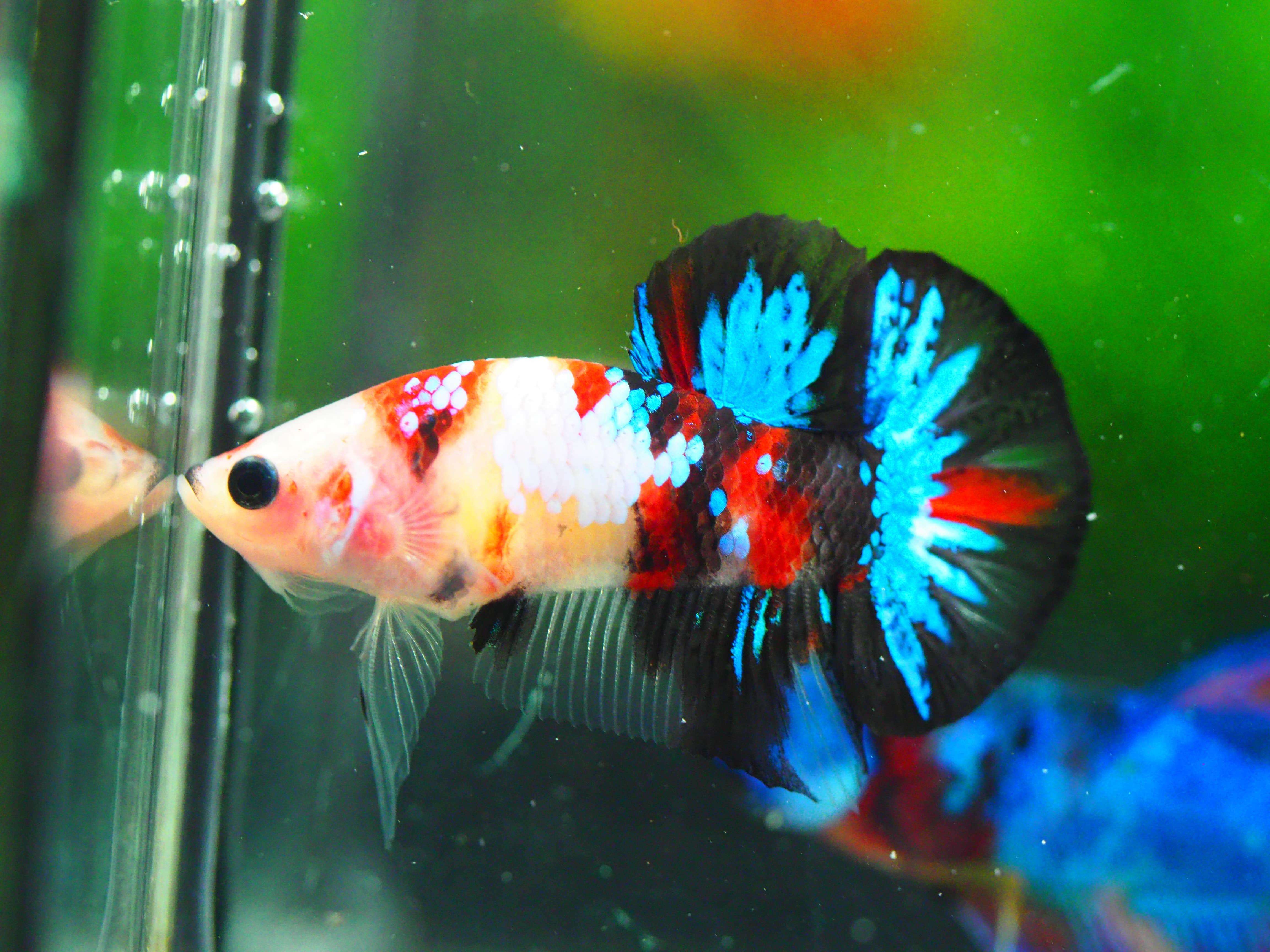 HMPK KOI GALAXY MALE GRADE A +++เด็ก