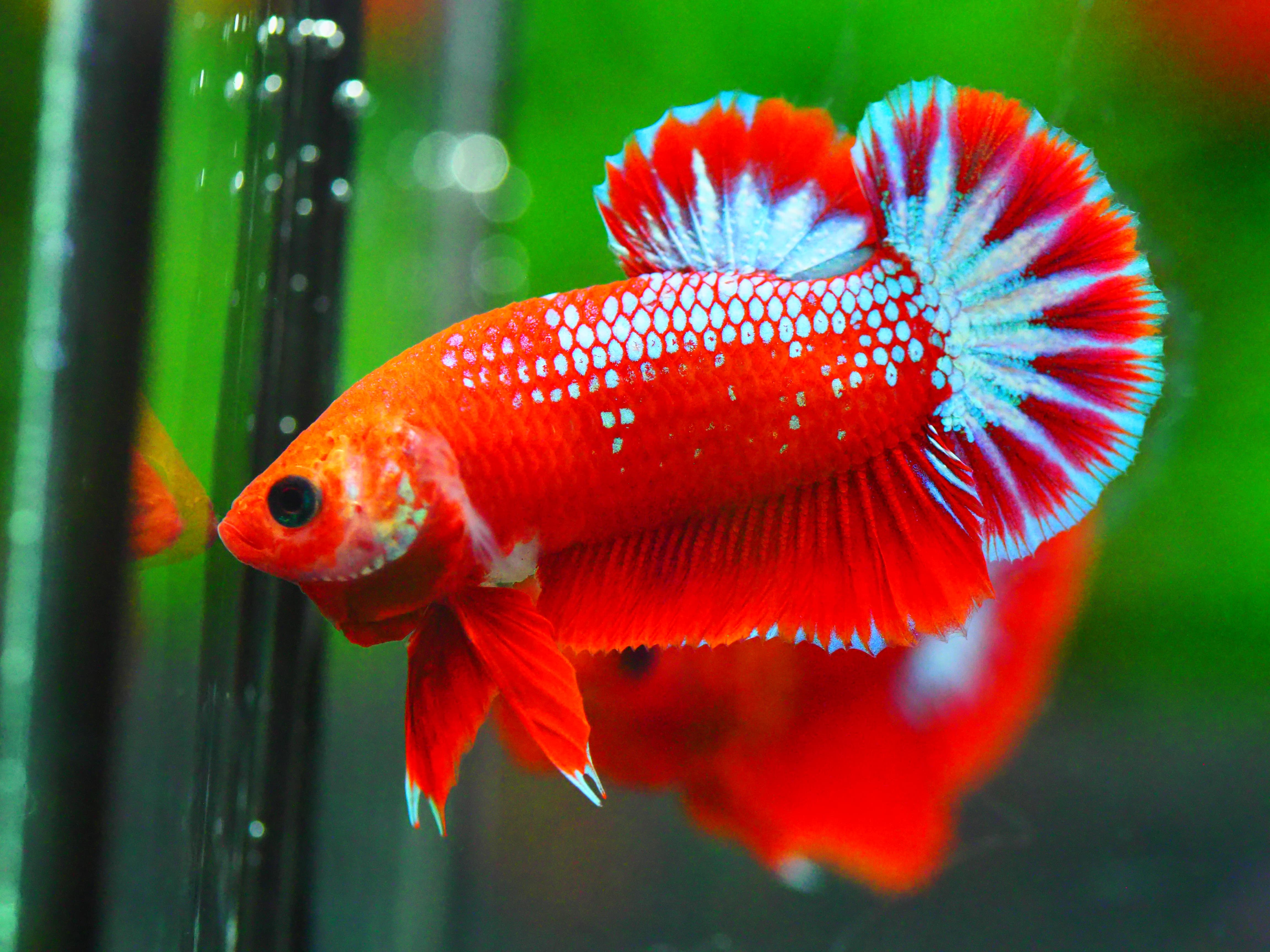 HMPK FANCY MALE GRADE A +++