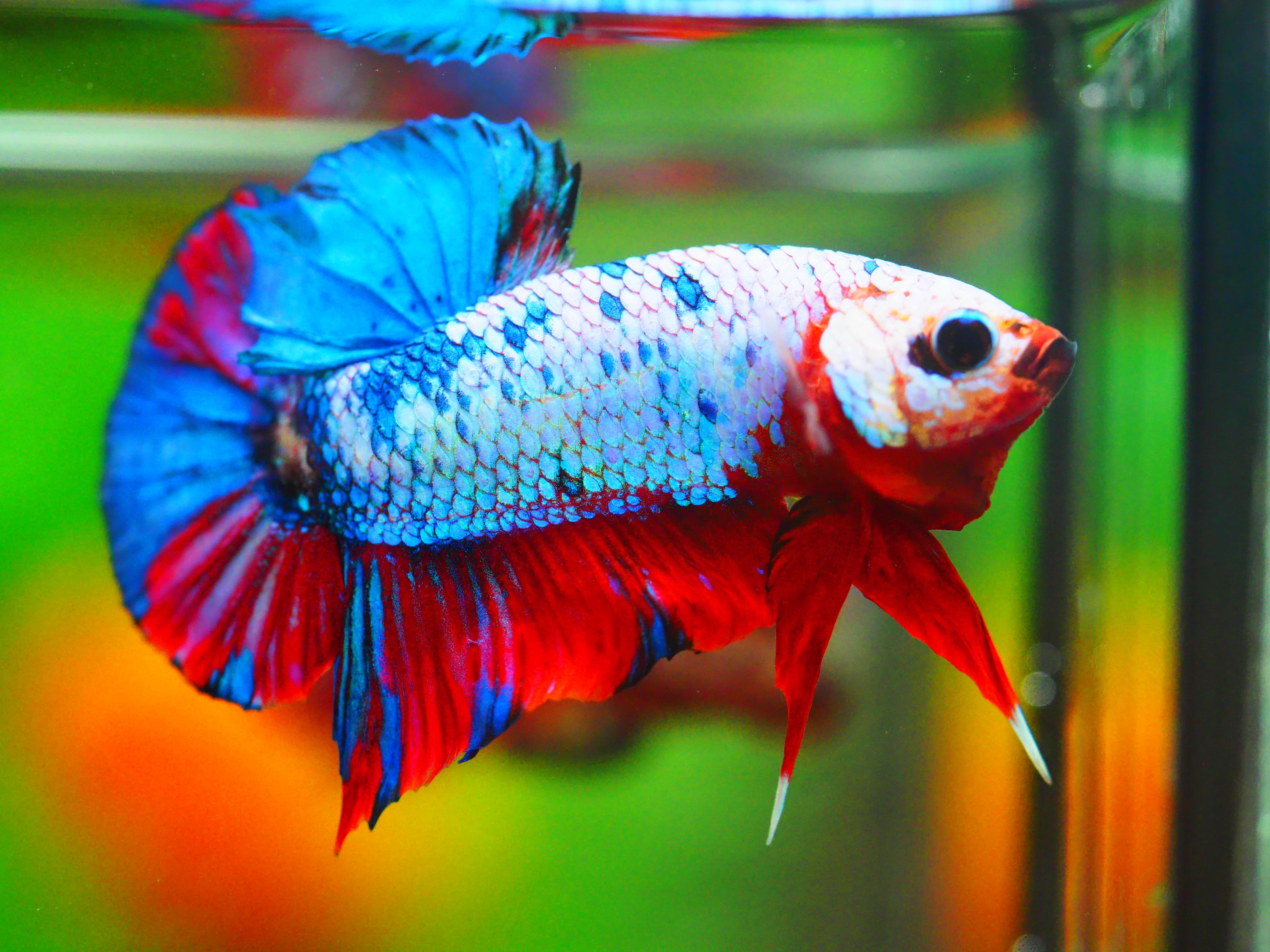 HMPK KOI GALAXY MALE GRADE A +++